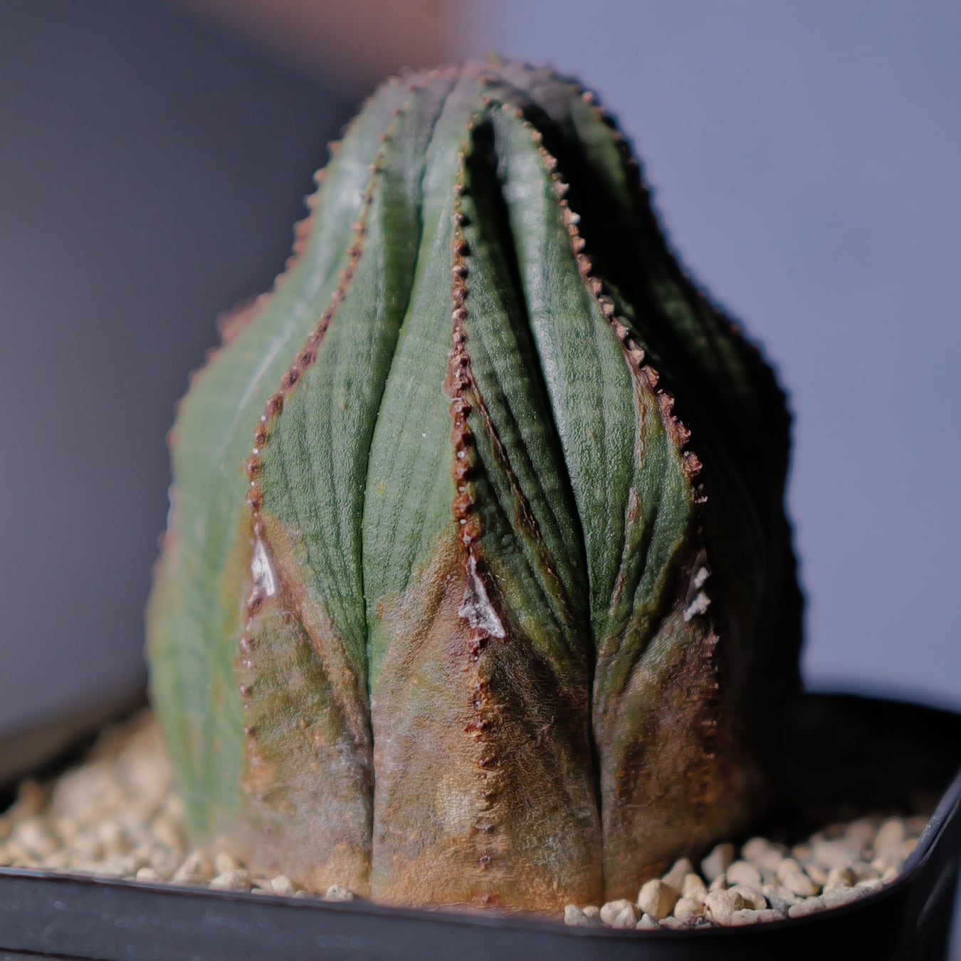 木質化 マウンテン オベサ / ユーフォルビア | LIGHTHOUSE.PLANTS