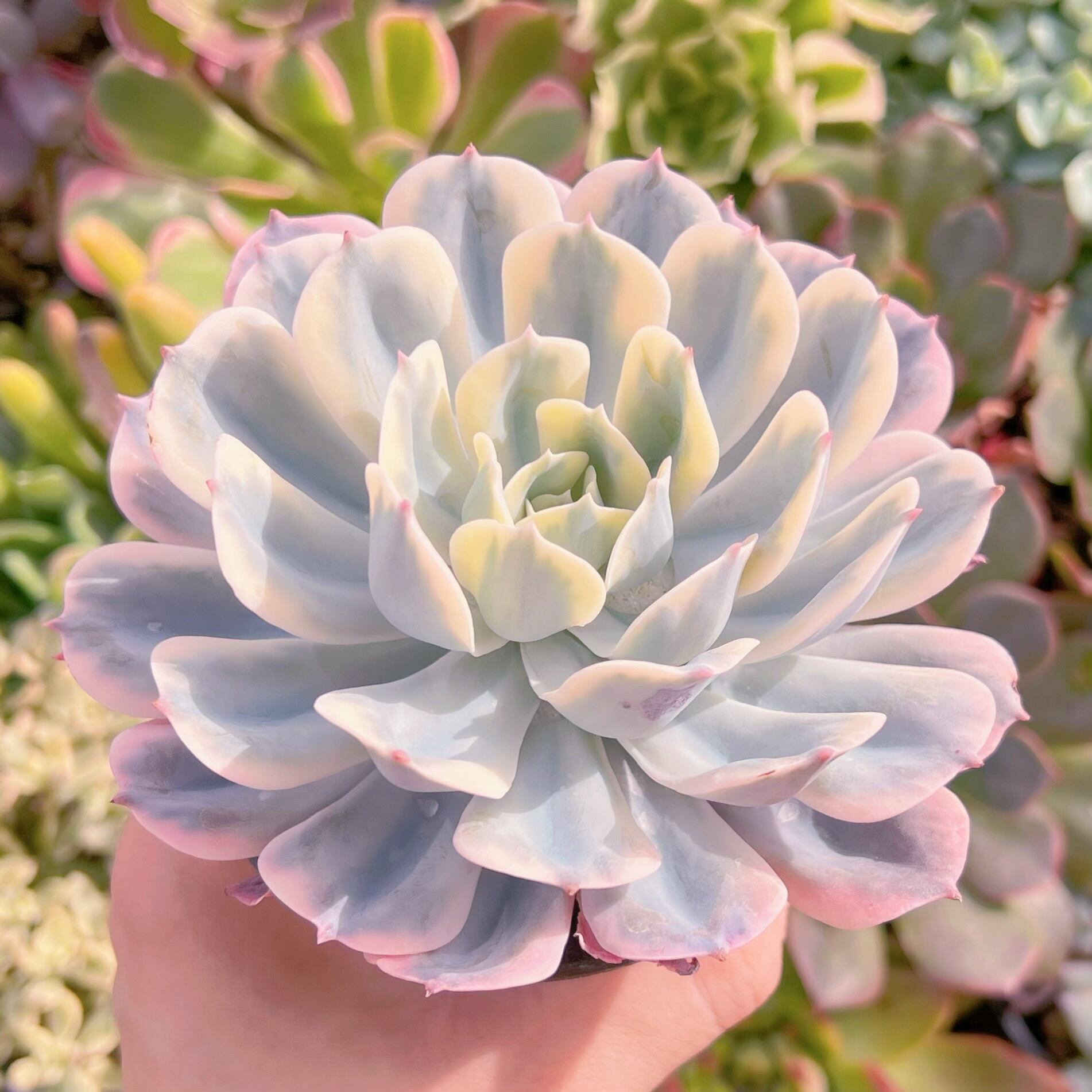 現物　七福神錦#1141　新入荷