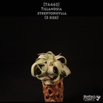 【送料無料】streptophylla S〔エアプランツ〕現品発送T4462