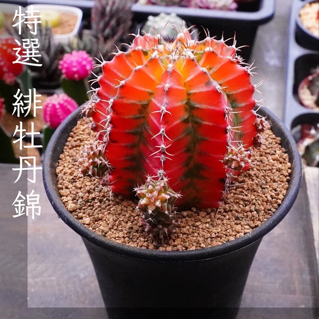 【特選 緋牡丹錦 1】実生　ヒボタン　ギムノカリキウム　ミハノビッチ　サボテン 3号鉢