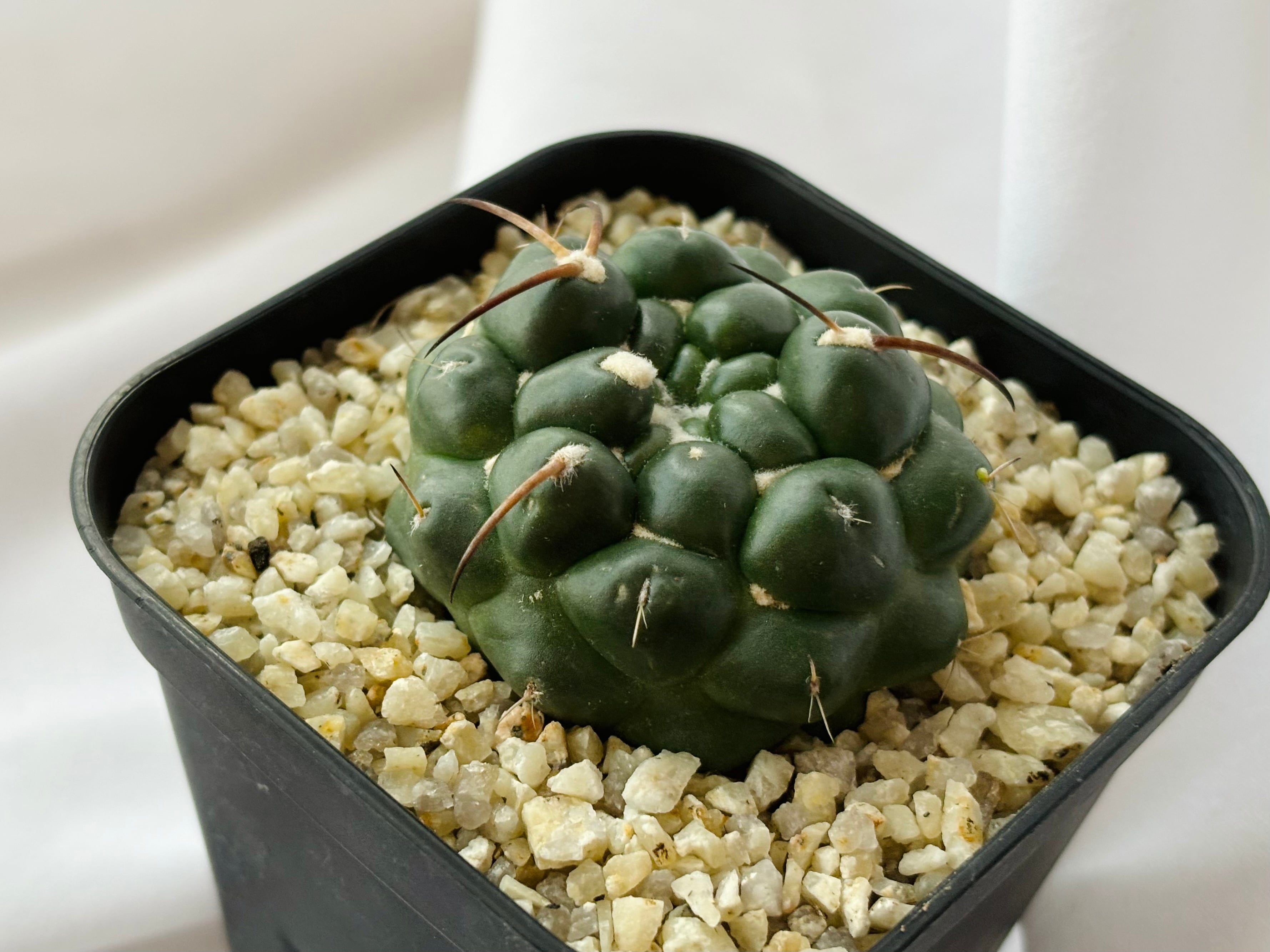 【希少】コリファンタ象牙丸 棘無し 国内実生 塊根植物 サボテン Yahoo!オークション - 《PW》サボテン コリファンタ“刺無し 象牙