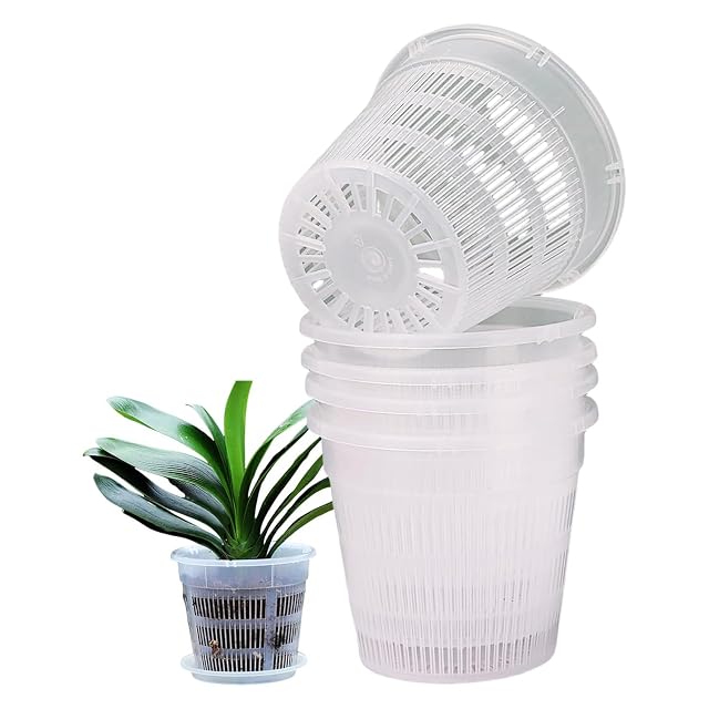 ハワイ産】人気品種 プルメリア Plastic Pink 5号pot （鉢植え） | PAY ID