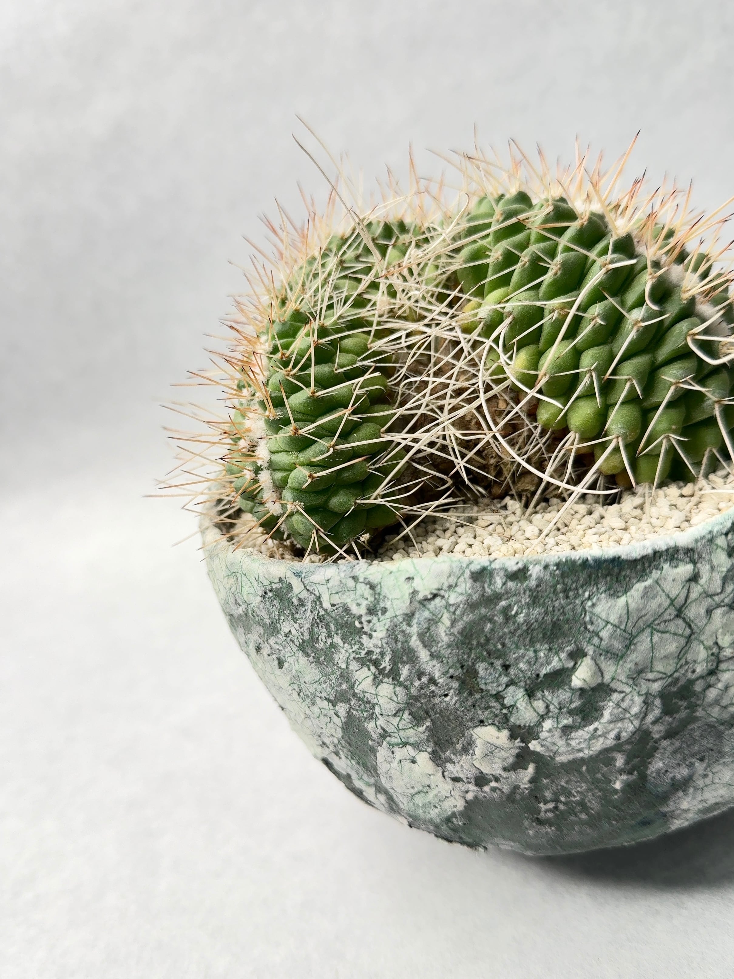 サボテン　マミラリアクルシゲラ 国内　実生 塊根植物 Mammillaria crucigera マミラリア クルシゲラ サボテン | plants MARU
