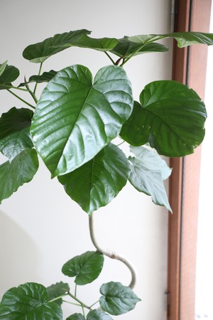 【渋谷区周辺エリア/配送料無料】【166cm】【L】フィカス ウンベラータ /Ficus umbellata  ※陶器鉢カバー別売り