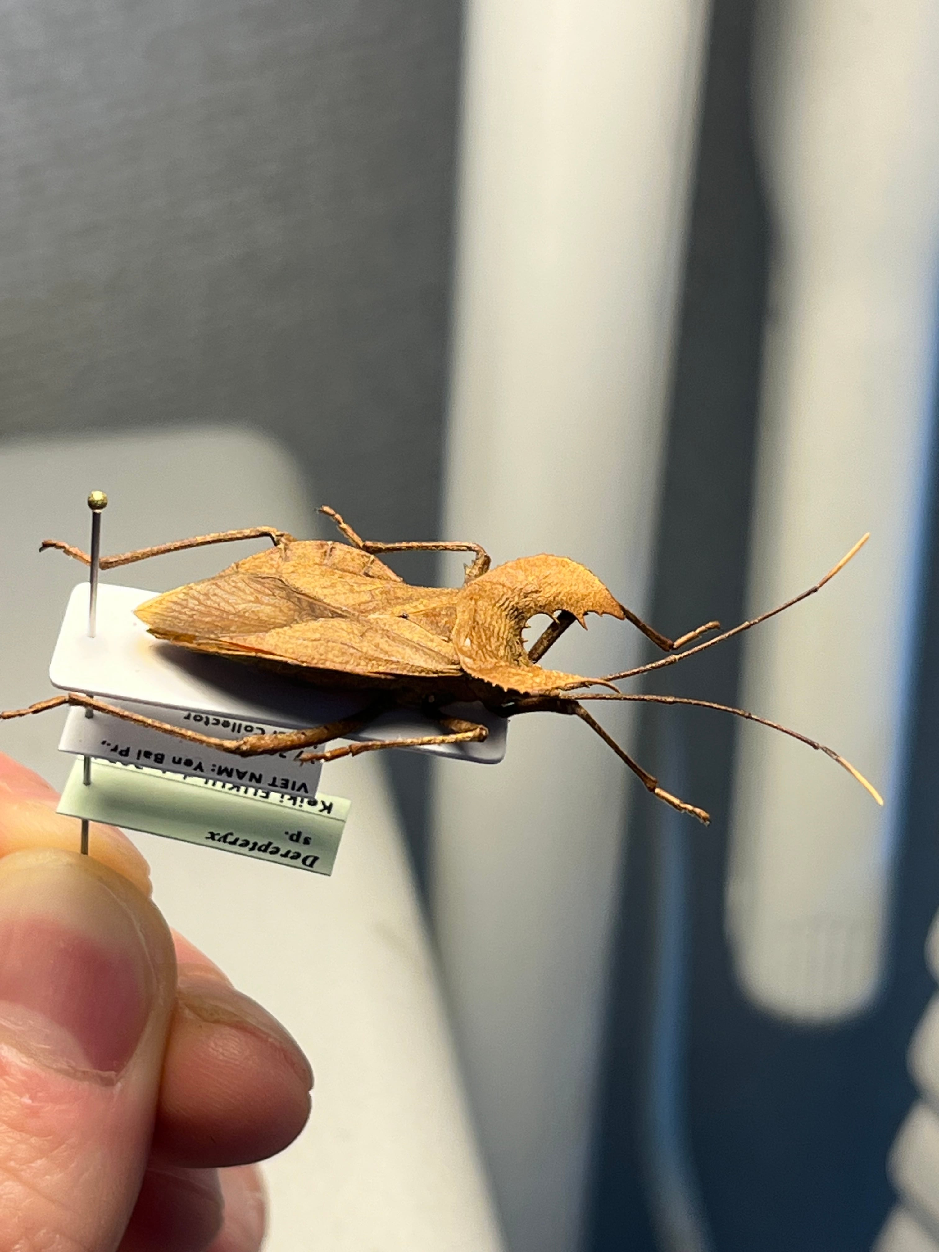 極美展足】オウサマヘリカメムシに酷似のカメムシ サシガメ甲虫昆虫