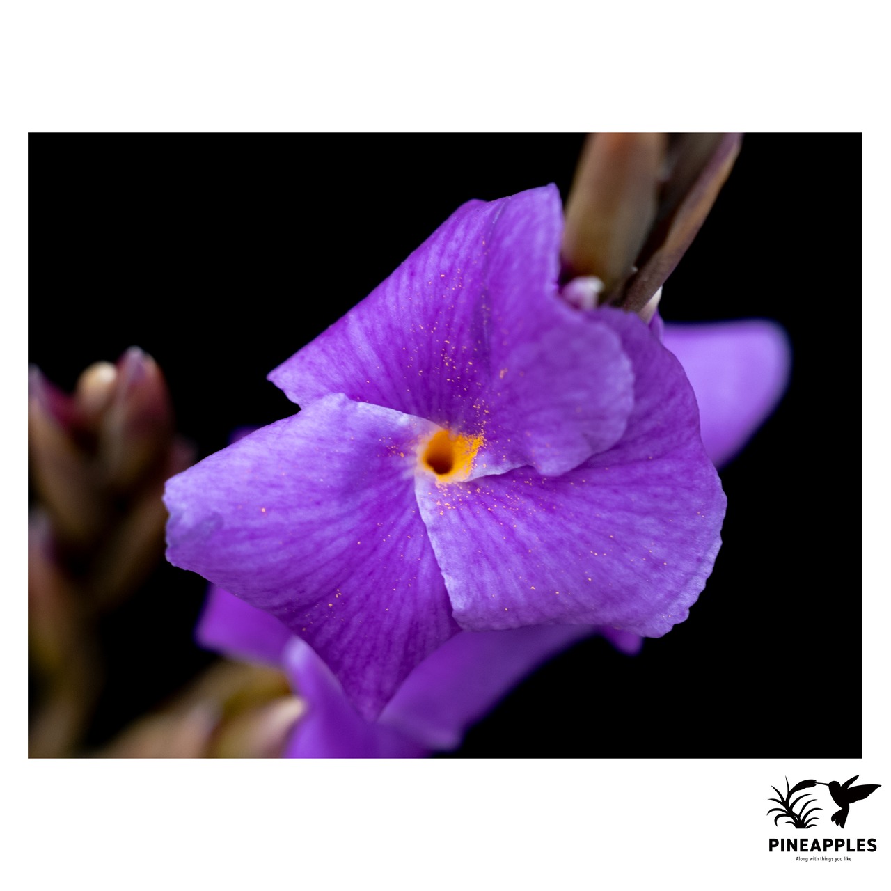 Tillandsia arhiza (in great shape) - 4