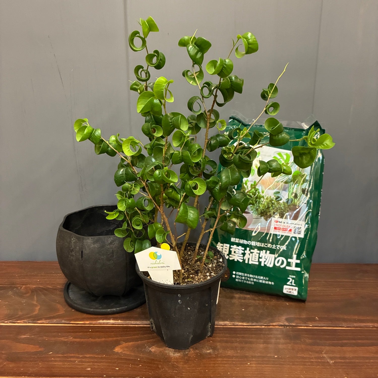 秋の植え替えフェア対象】【セット】フィカス ベンジャミナ バロック