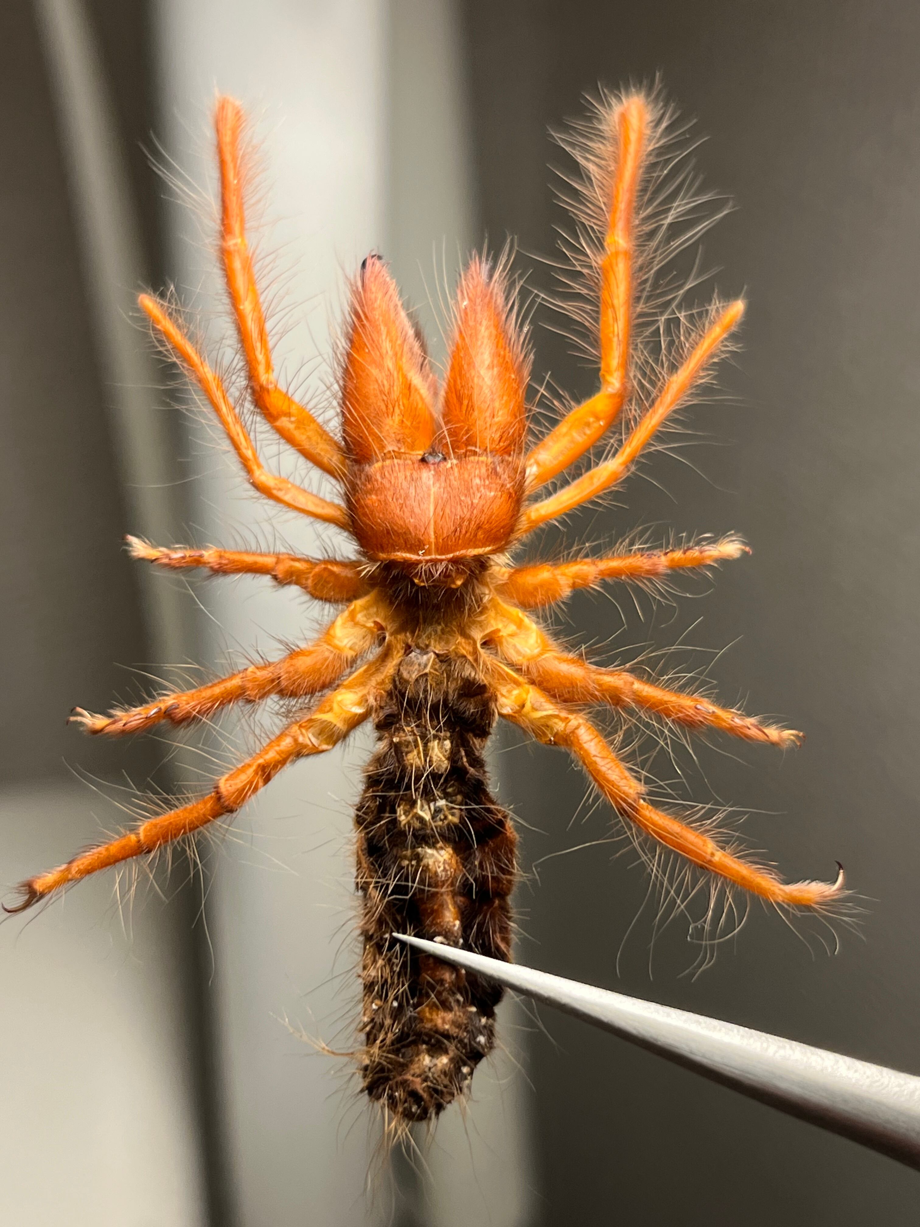 14mm♂】クワガタモドキゴミムシダマシ Calognathus chevrolati 昆虫