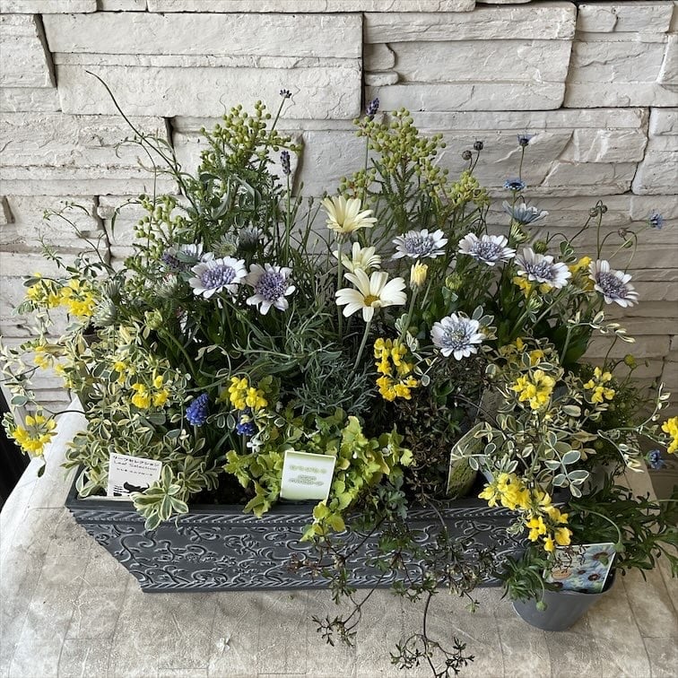 寄せ植え | 橋本種苗園