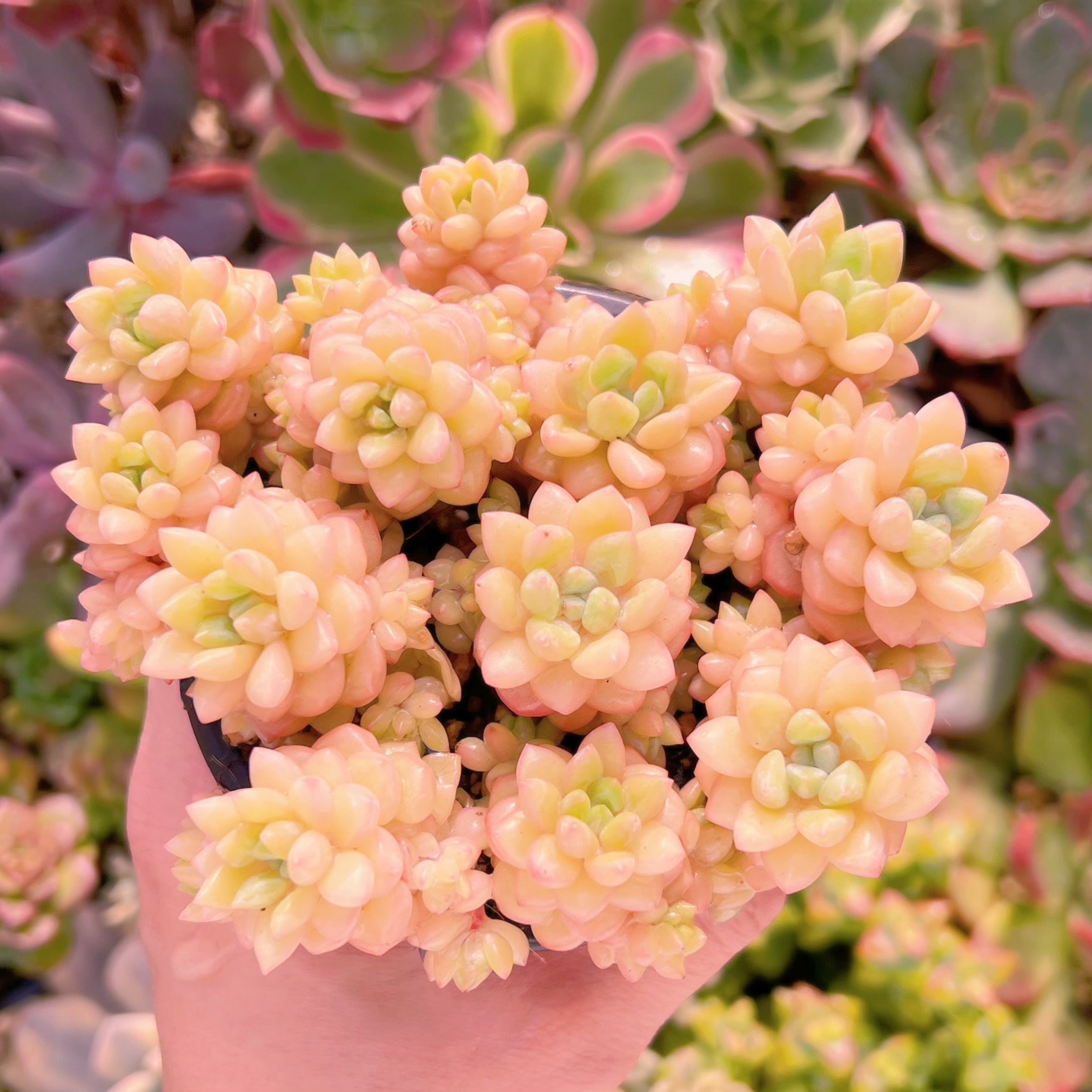 現品　ピンクパールsp#864　るる農園