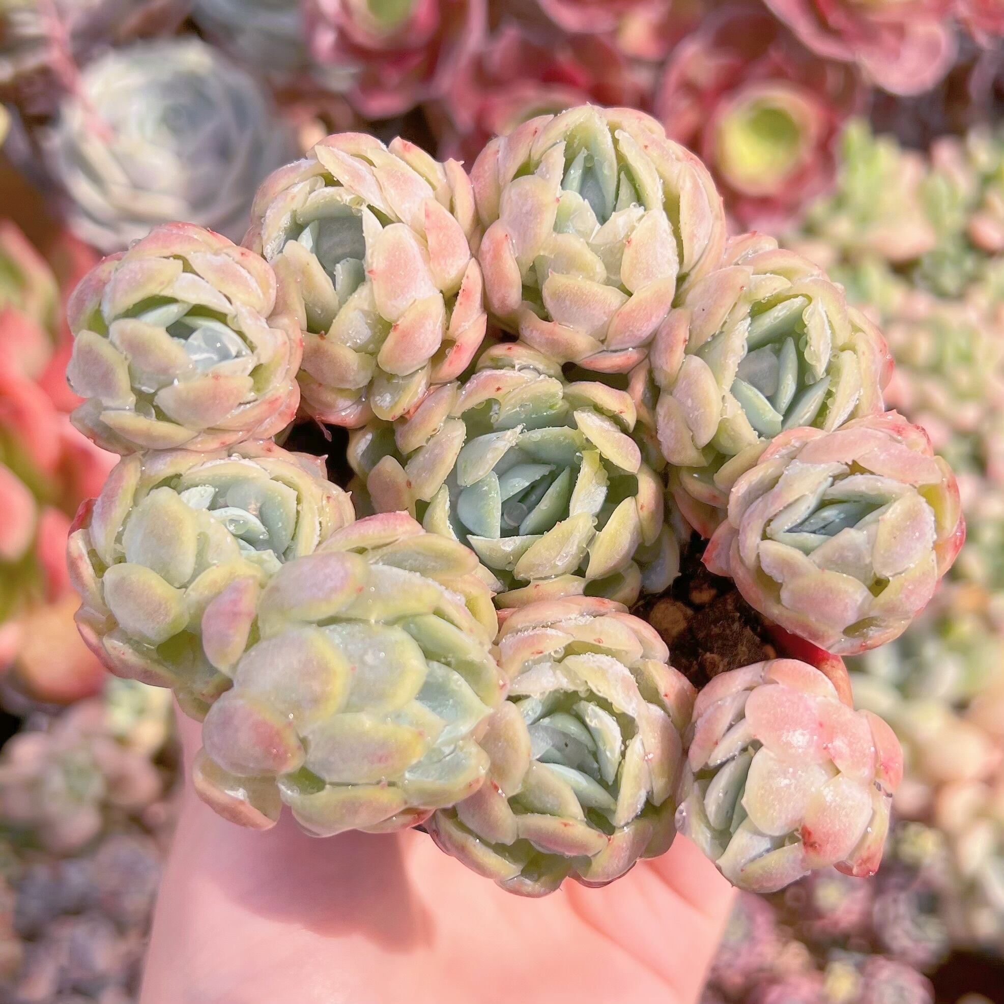 現品 ラズベリーアイス錦#F097 るる農園 | るる農園~多肉植物専門
