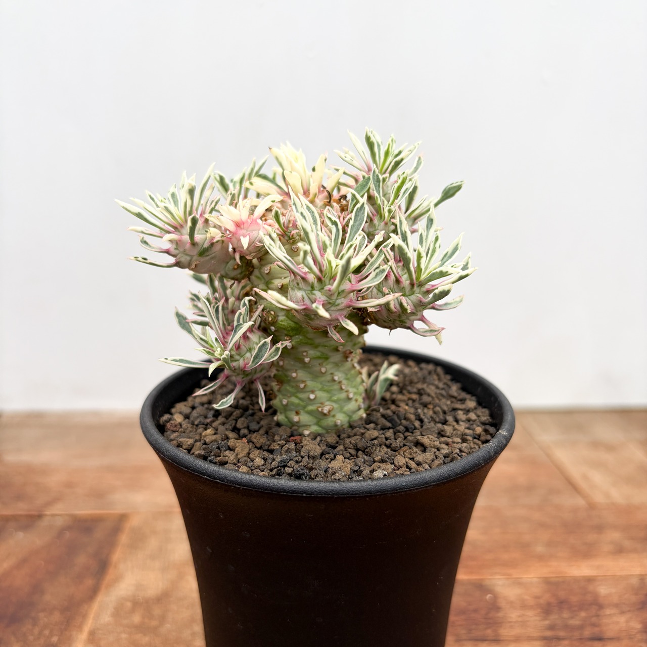 Euphorbia ‘Sotetsukirin’ variegata【ユーフォルビア・蘇鉄麒麟錦】