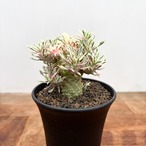 Euphorbia ‘Sotetsukirin’ variegata【ユーフォルビア・蘇鉄麒麟錦】