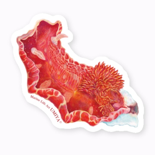 海の生きものステッカー（ミカドウミウシ）