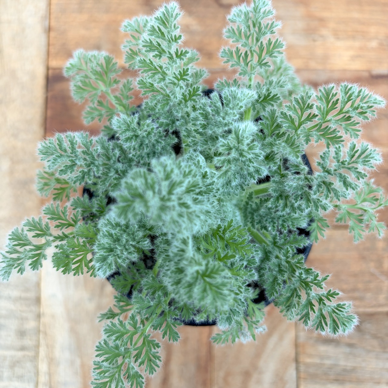 Pelargonium appendiculatum 【ぺラルゴニウム・アッペンディクラツム・実生】