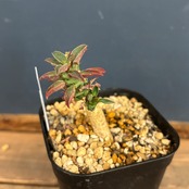 ユーフォルビア　♀クラビゲラ×♂カンダレンシス【609】