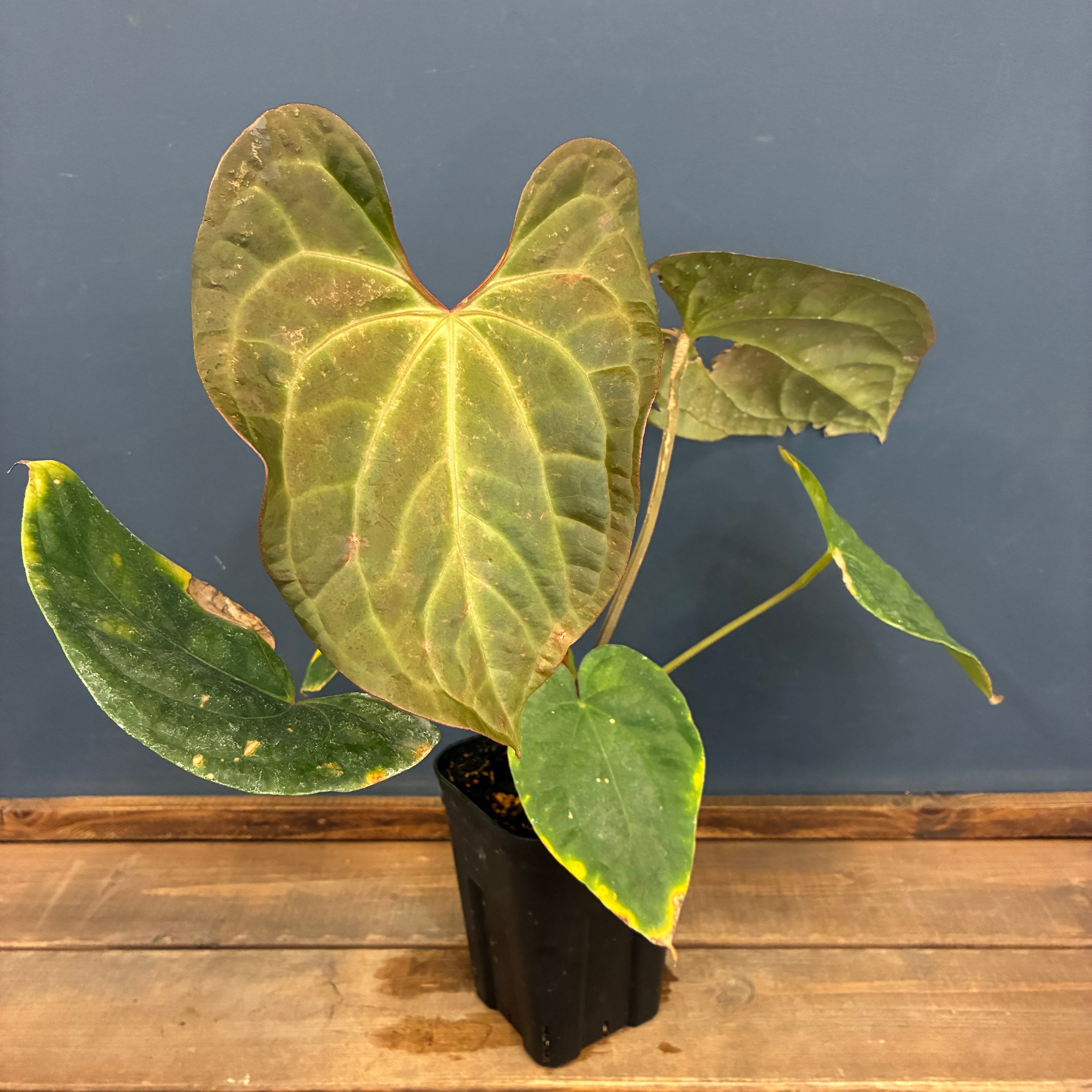 PROTOLEAF プロトリーフ