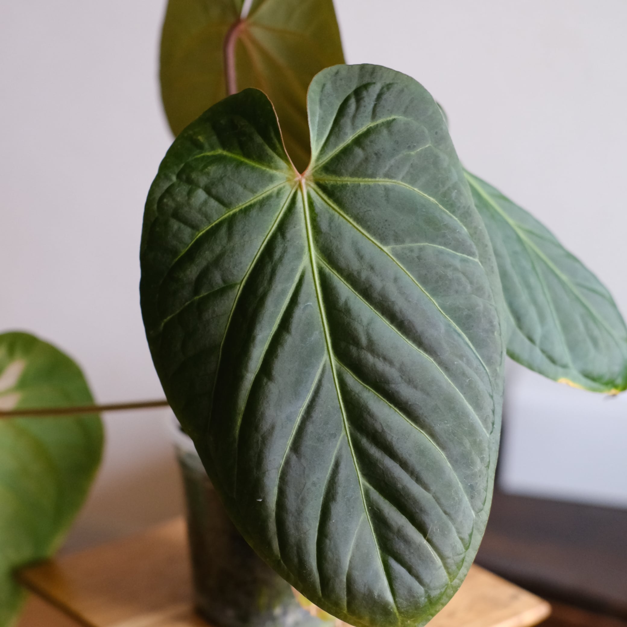 Anthurium kunayalensis × Anthurium Zara 'Michelle'｜アンスリウム