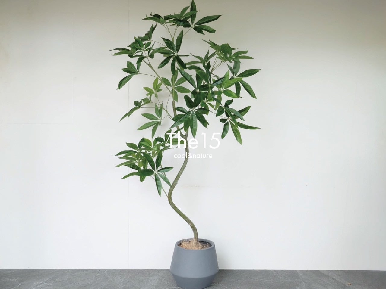 【水やり不要】パキラ(鉢付き) H1500