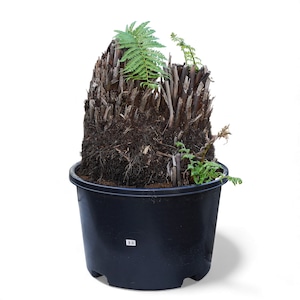 最安値 Dicksonia antarctica ディクソニア アンタルクティカ 15 多頭 木性シダ 全高90cm