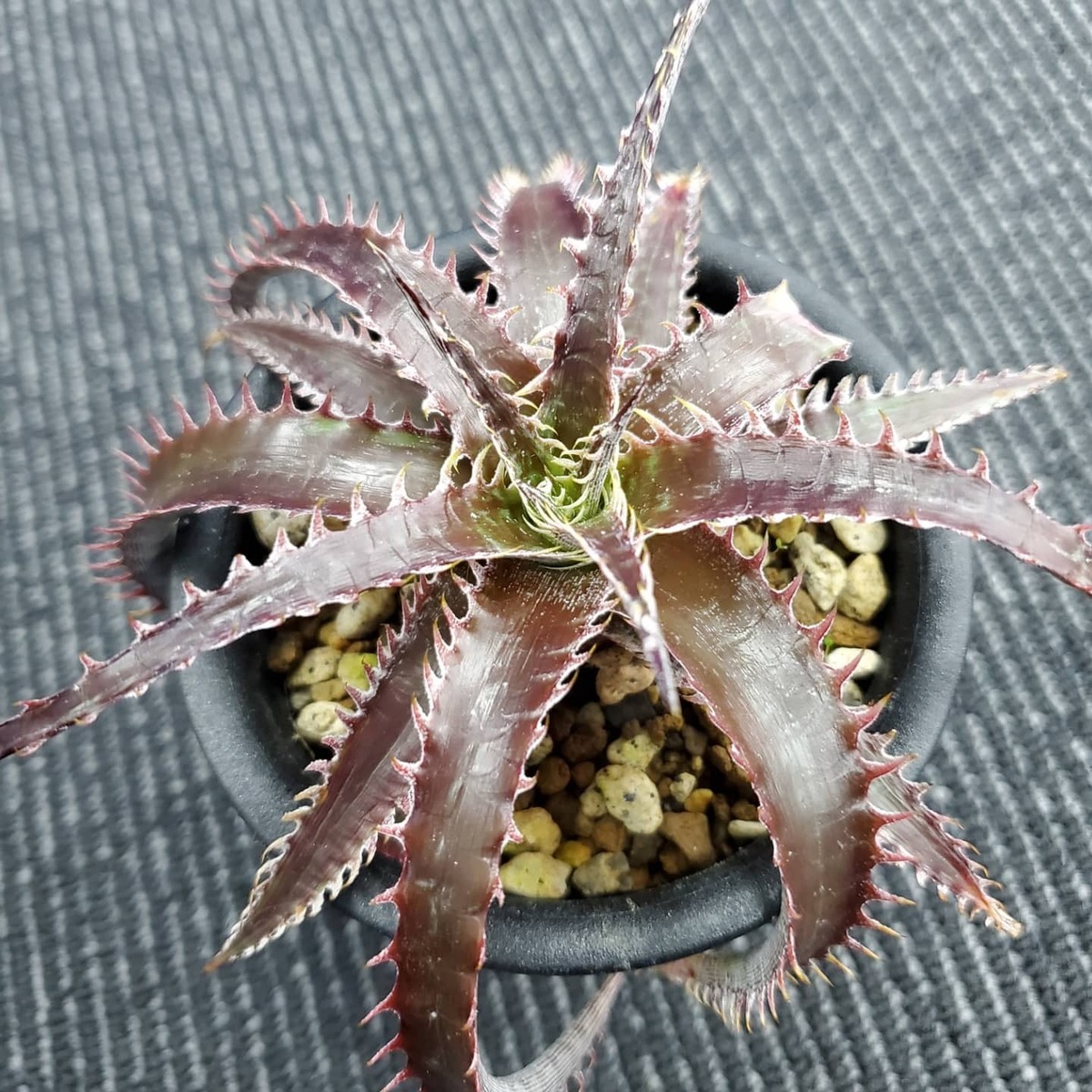 a0519_【Otto #03】Dyckia dawsonii Hybrid 
