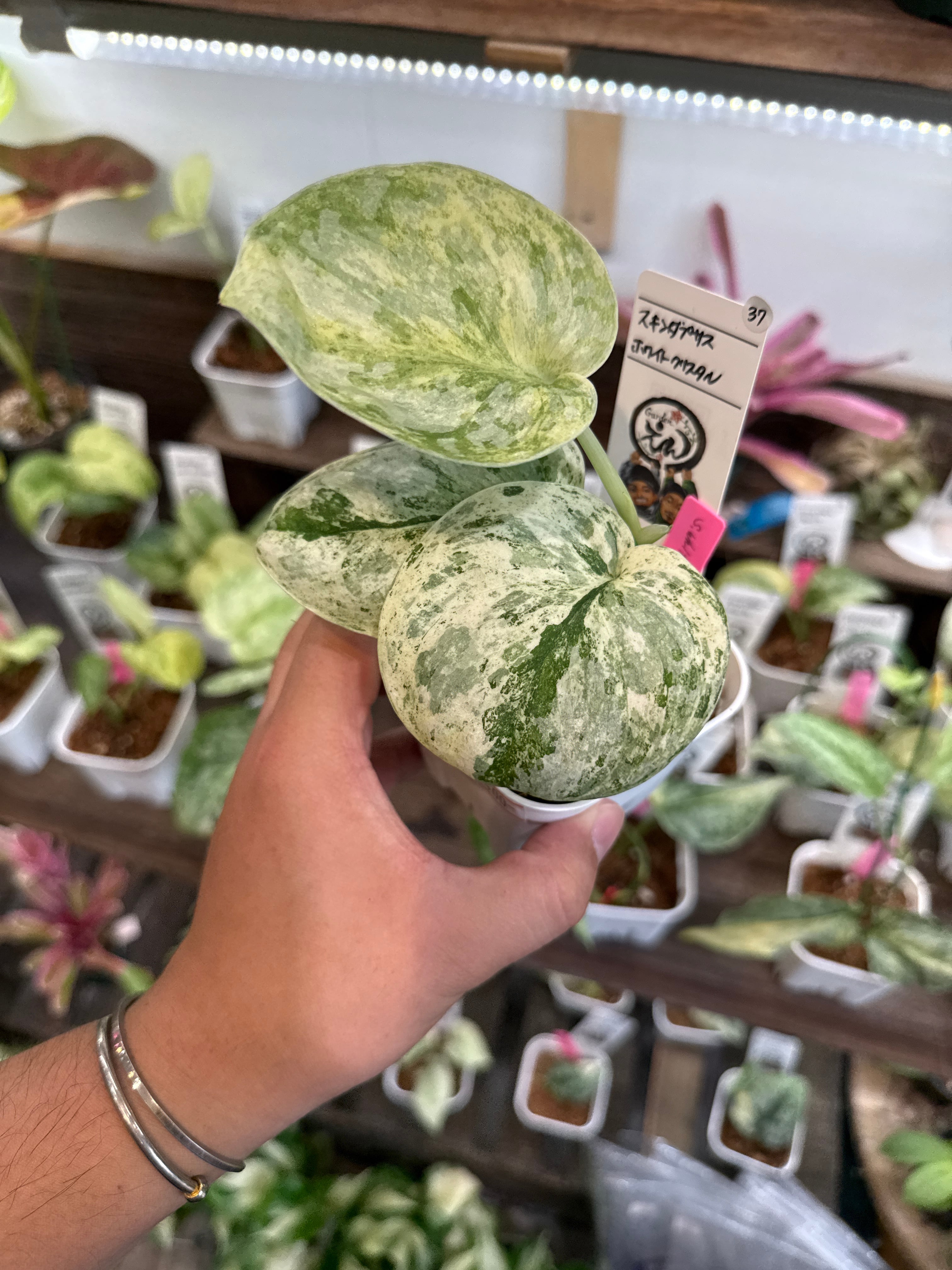 37. スキンダプサス ホワイトクリスタル | Gardenえん 【観葉熱帯植物】