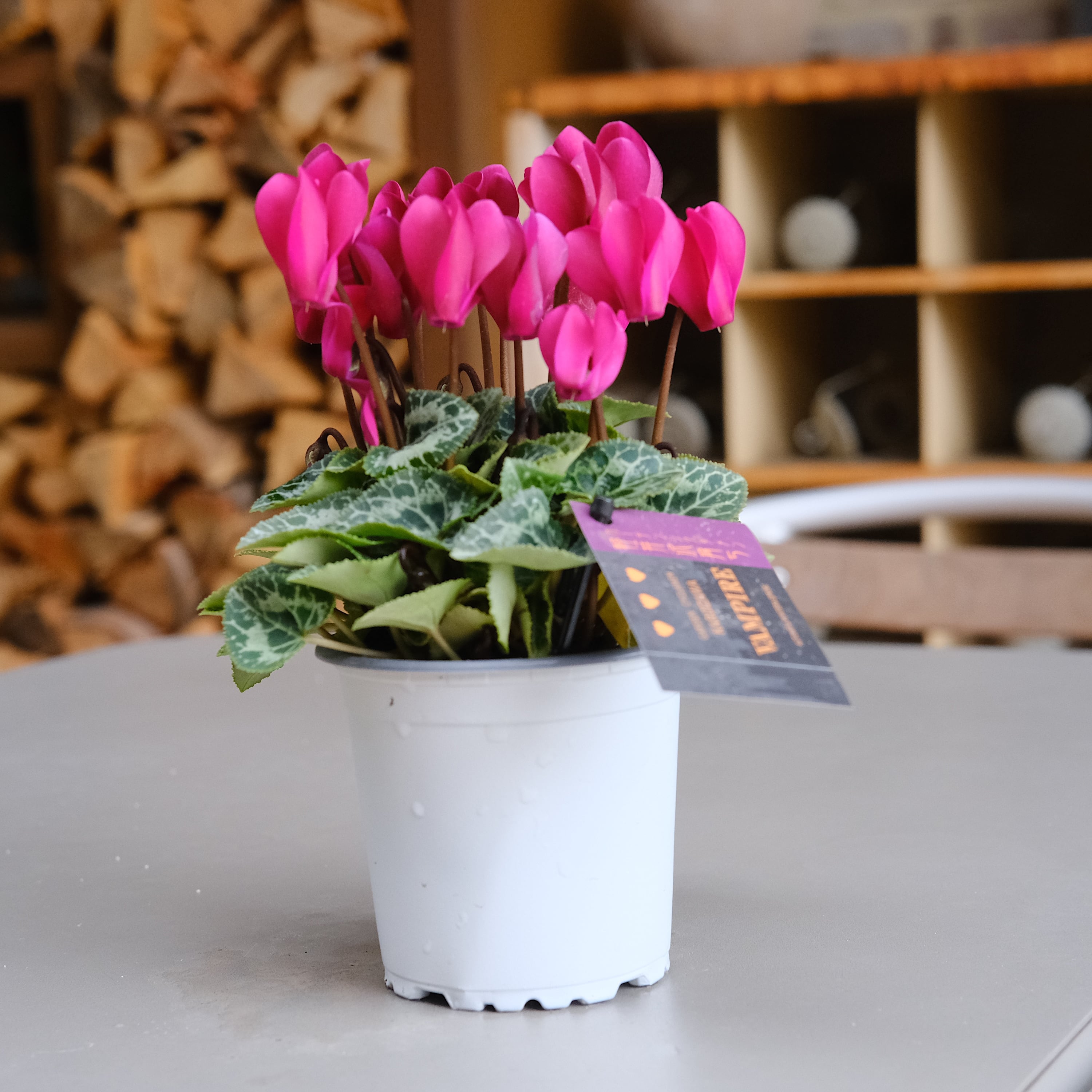 翌日発送　ペテンシー　4枚 楽天市場】TePe テペ 歯間ブラシ イージーピック 1セット 36本+ケース