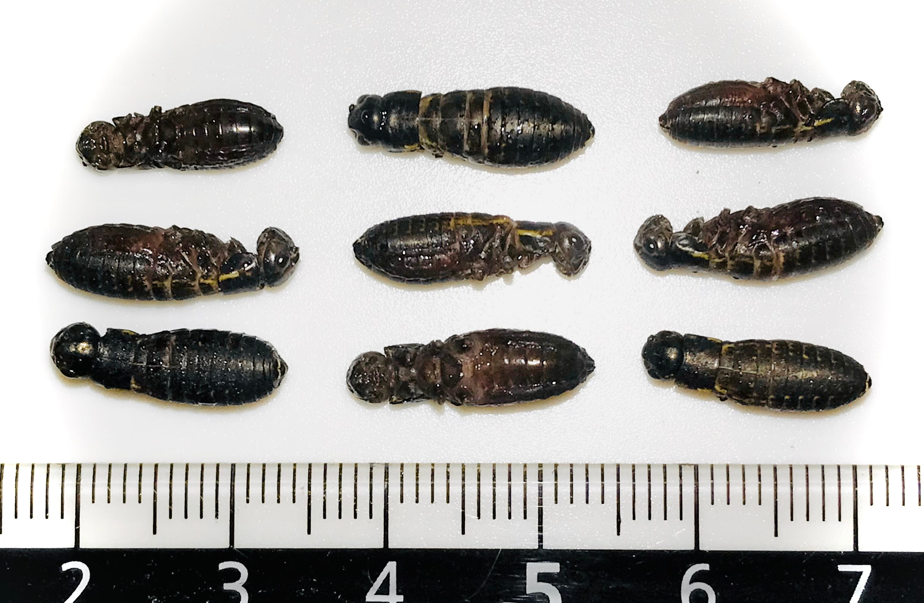 北陸中部関西中国四国地方の方 冷凍コオロギ 1kg MLサイズ