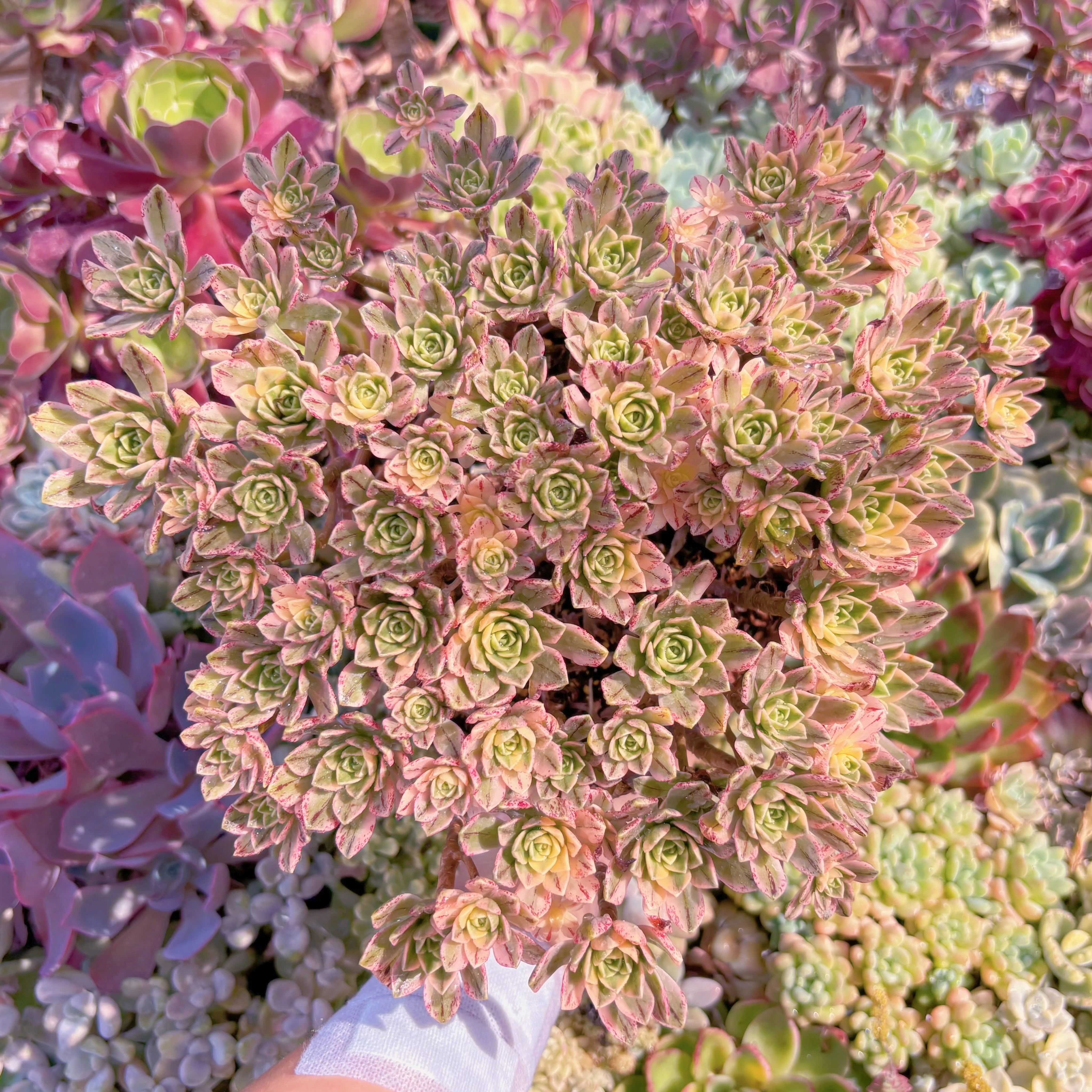 現品　sweet tea#863　特特大群生　るる農園