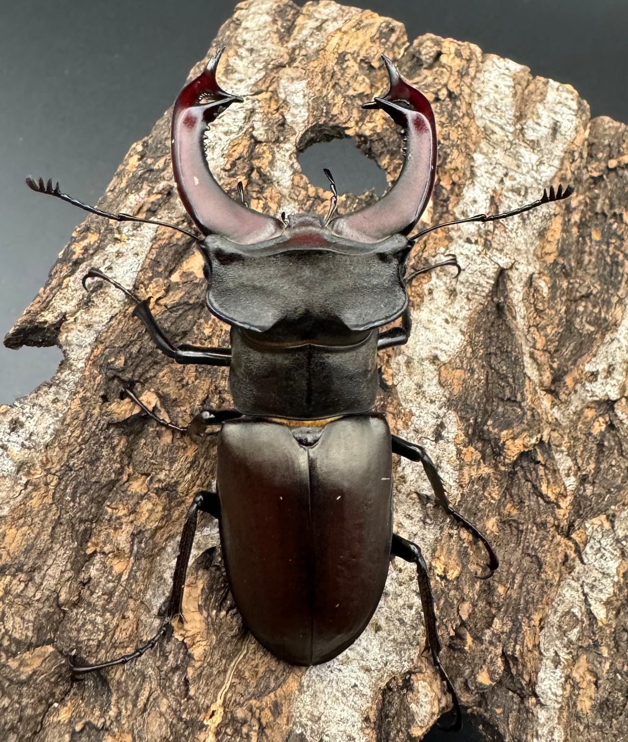 即ブリ《ヨーロッパミヤマ(ケルブスミヤマ) 70mm ペア》