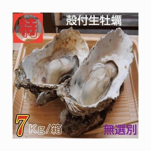 牡蠣 特別価格提供 生食用 宮城県女川雄勝産 殻付き生牡蠣 無選別 7kg /箱 産地直送 送料無料