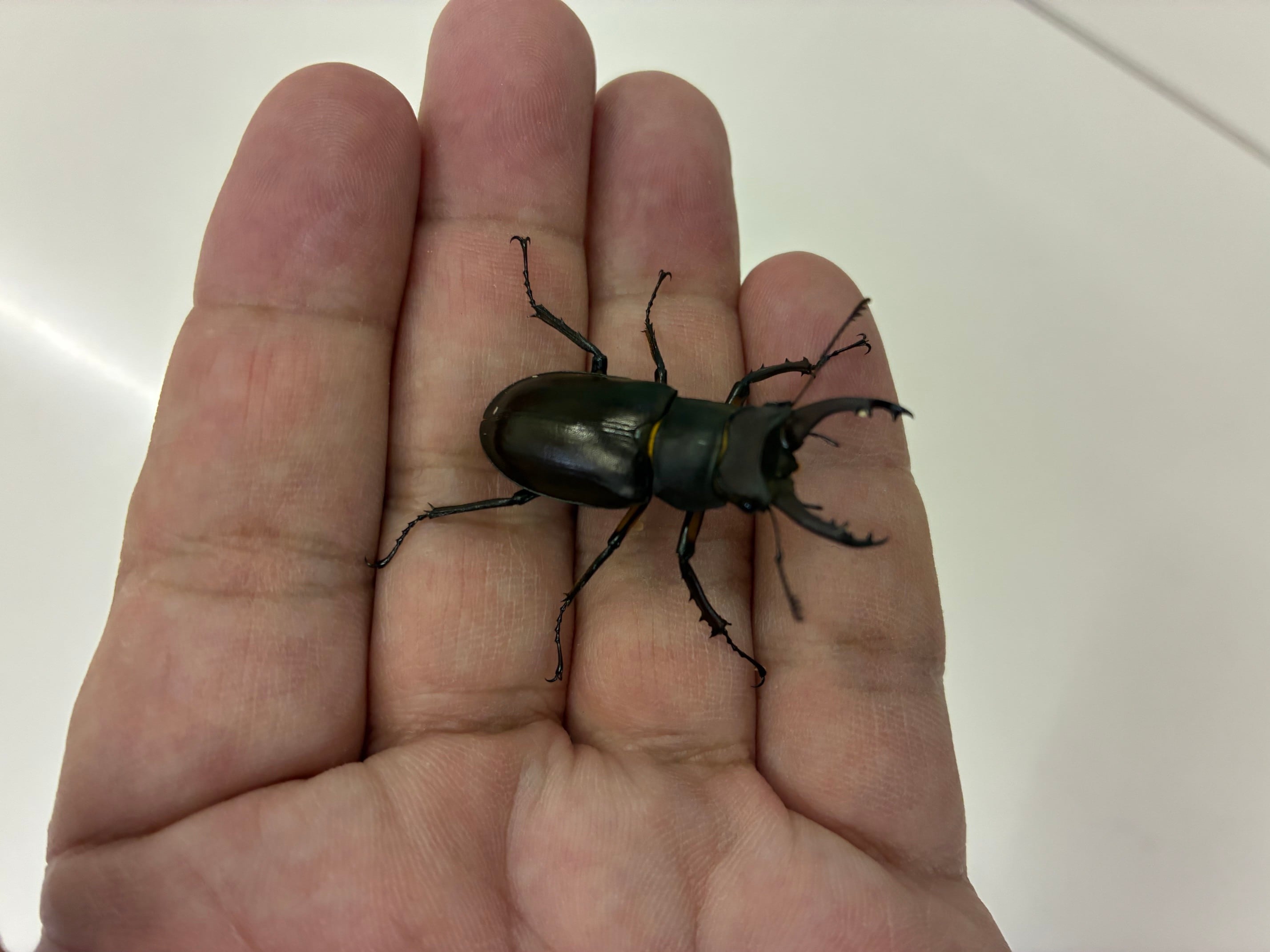 3 マダガスカルのとても珍しい虹色タマムシ（♀） | PAY ID
