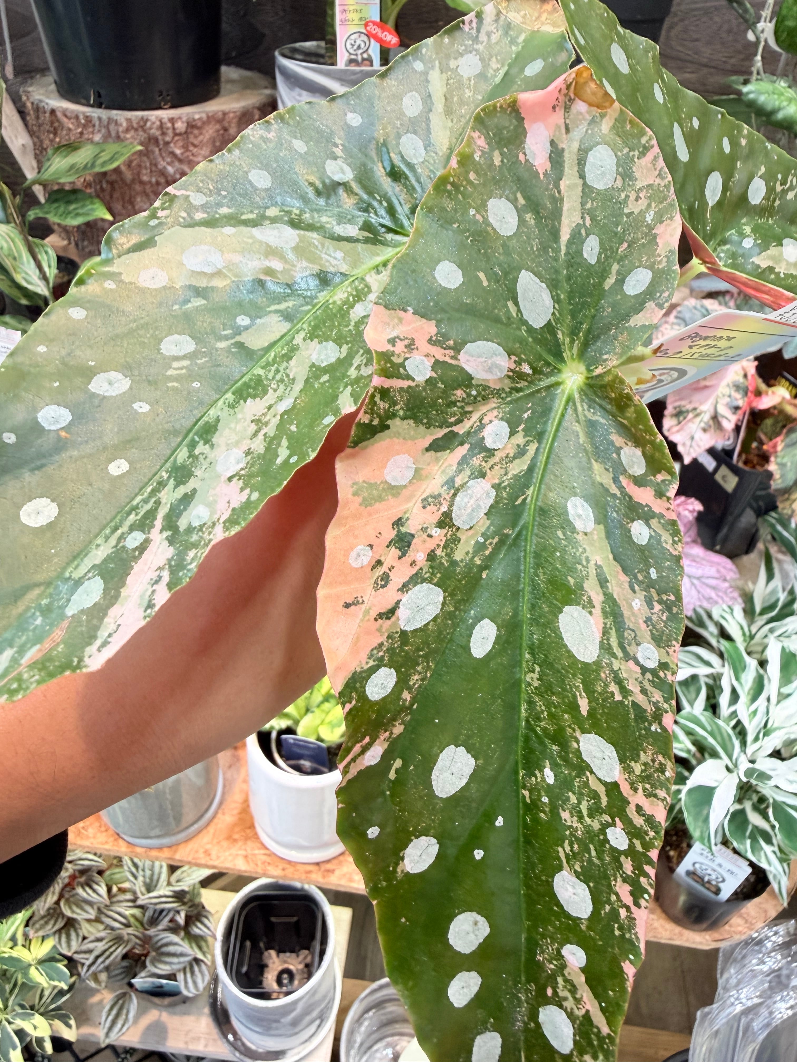 ち*こ様 ベゴニア マクラータ 斑入り発根管理中 ち*こ様 ベゴニア マクラータ 斑入り発根管理中 ち*こ様 ベゴニア