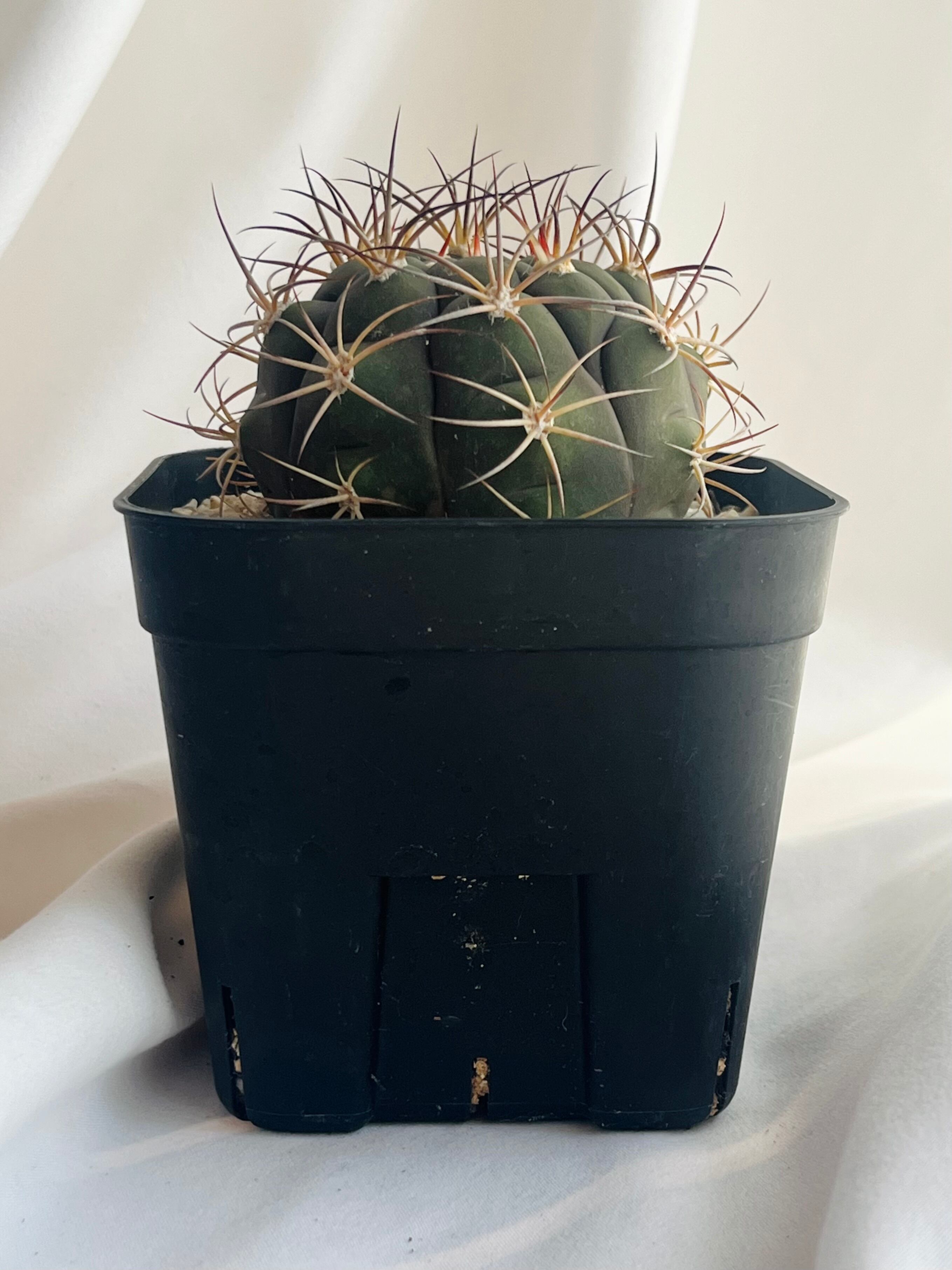 Gymnocalycium pflanzii v. albipulpa ギムノカリキュウム 尾形丸