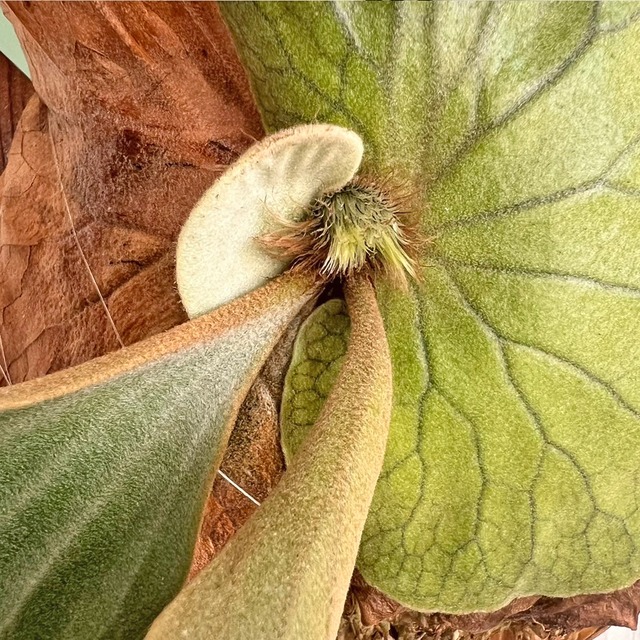 ビカクシダ エレファントティス 中株 板付 【観葉植物 壁掛け コウモリラン】