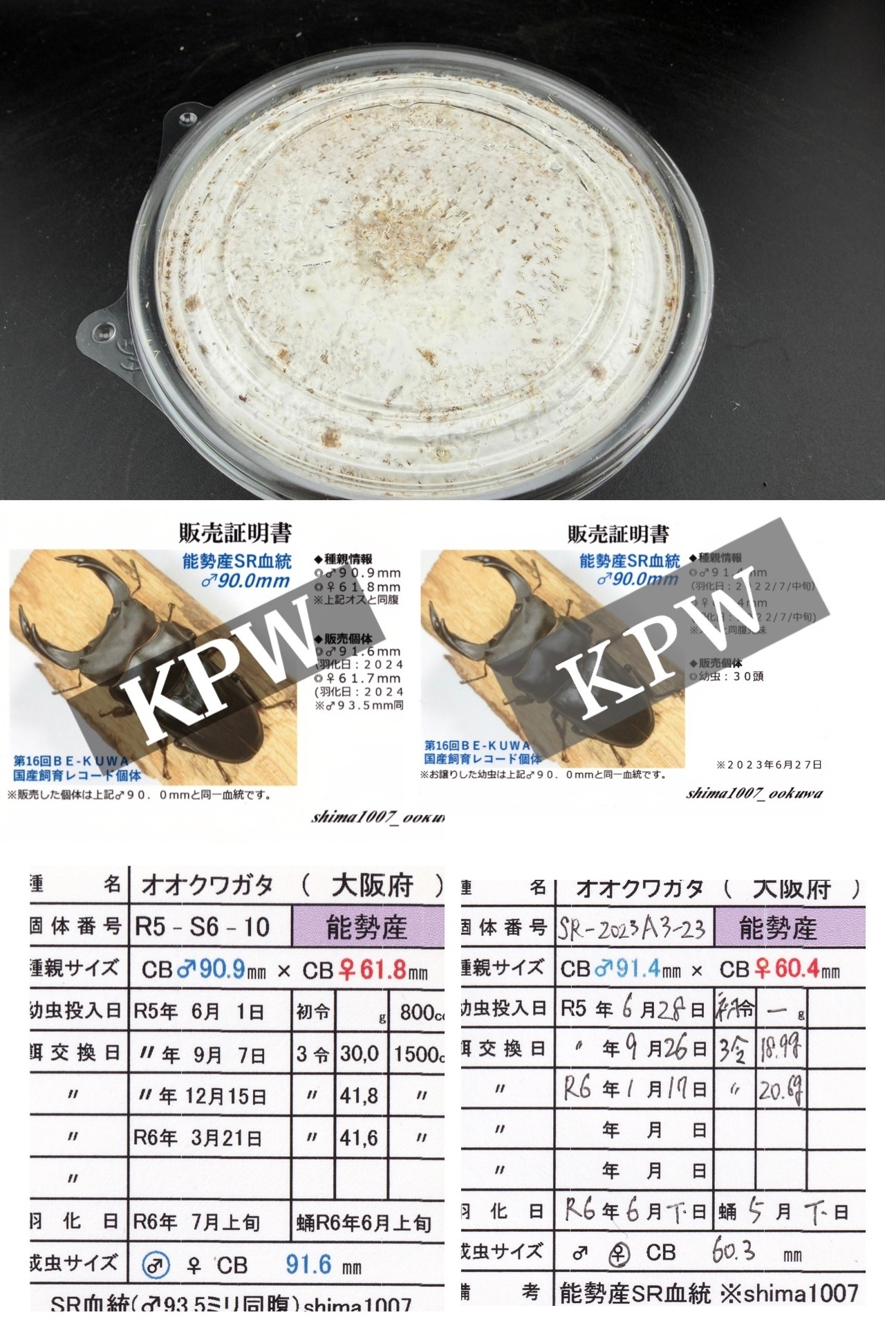 ラスト出品《オオクワガタ 能勢SR血統 種親91.6mm×60.3mm 幼虫1頭》冴えない茸の育てかた氏ブリード個体