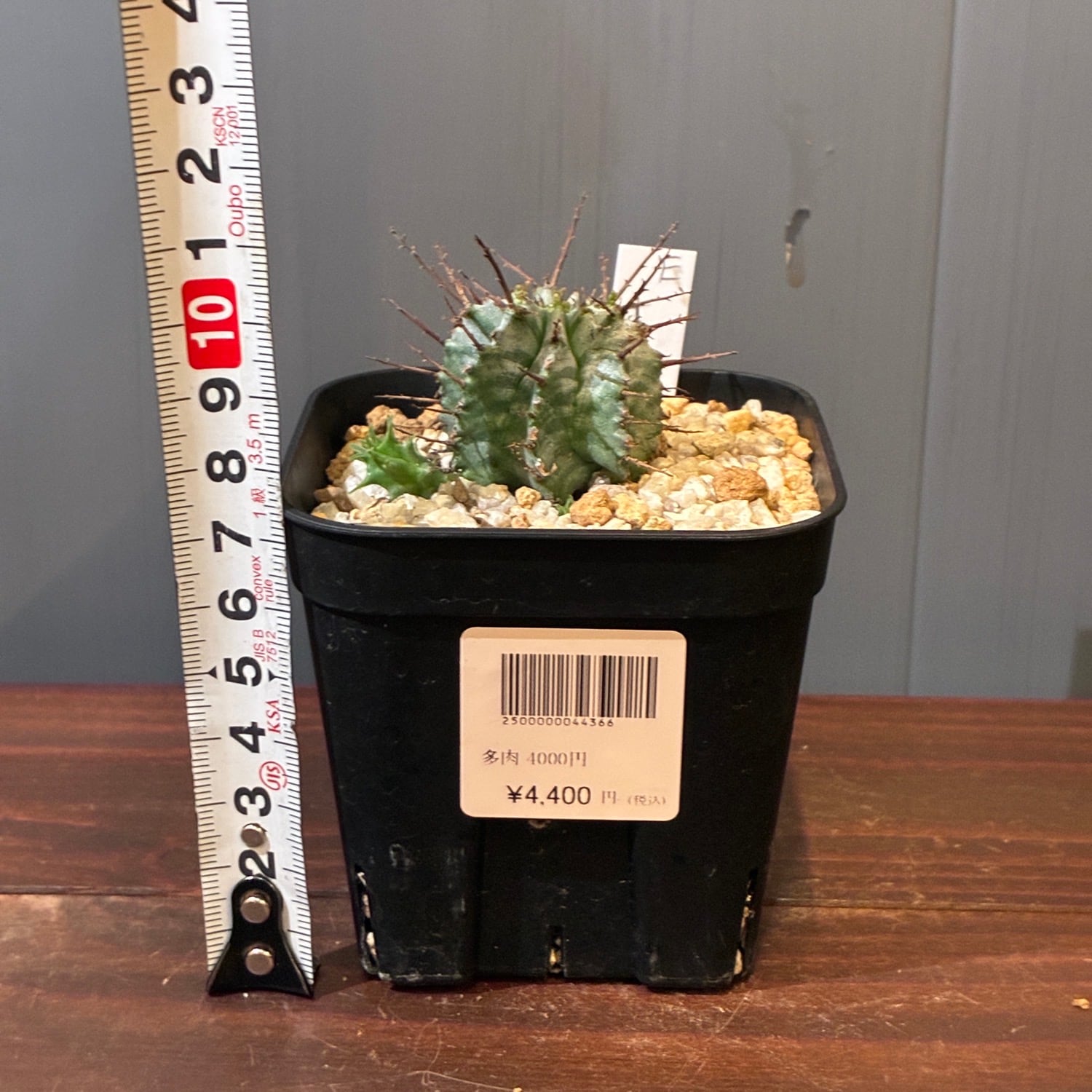 ユーフォルビア ホリダ 子沢山 新着3日限定10%OFF】ユーフォルビア ホリダ【1147】 | PROTOLEAF