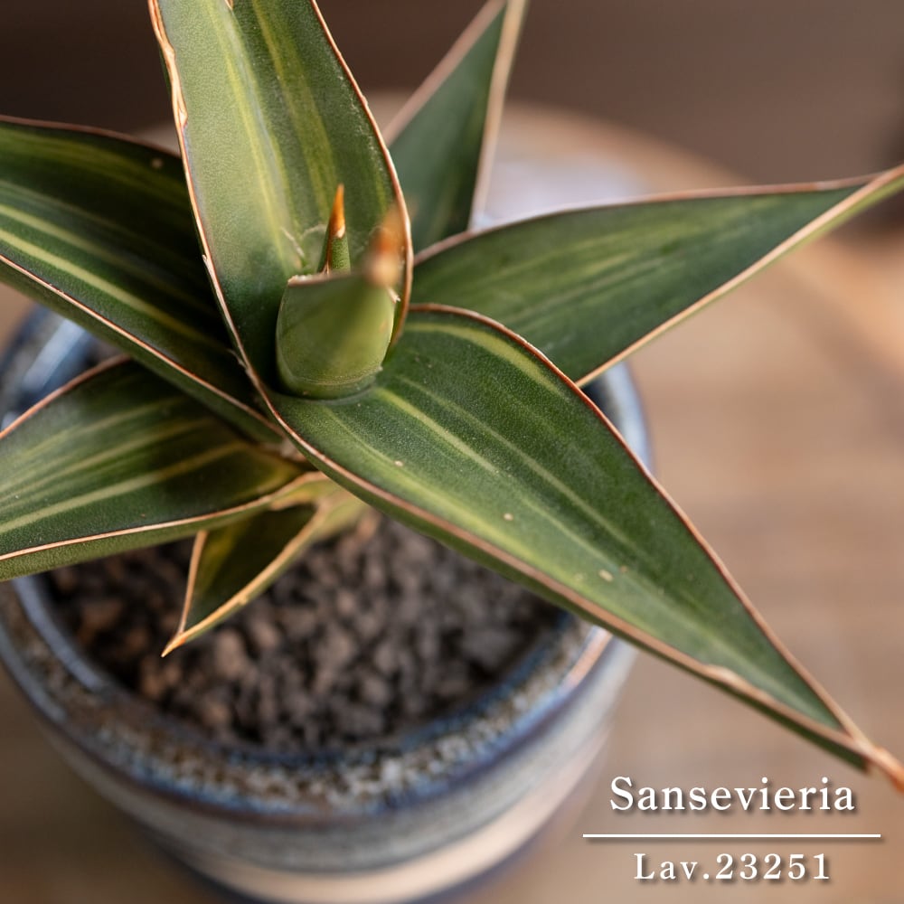 斑入り サンスベリア ラブラノス 23251 バリエガータ 3号 陶器鉢 1124BL