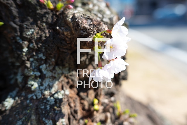 桜の花のアップ