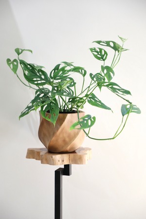 【M】マドカズラ/Monstera Adansonii　※マンゴーウッド鉢カバー付き