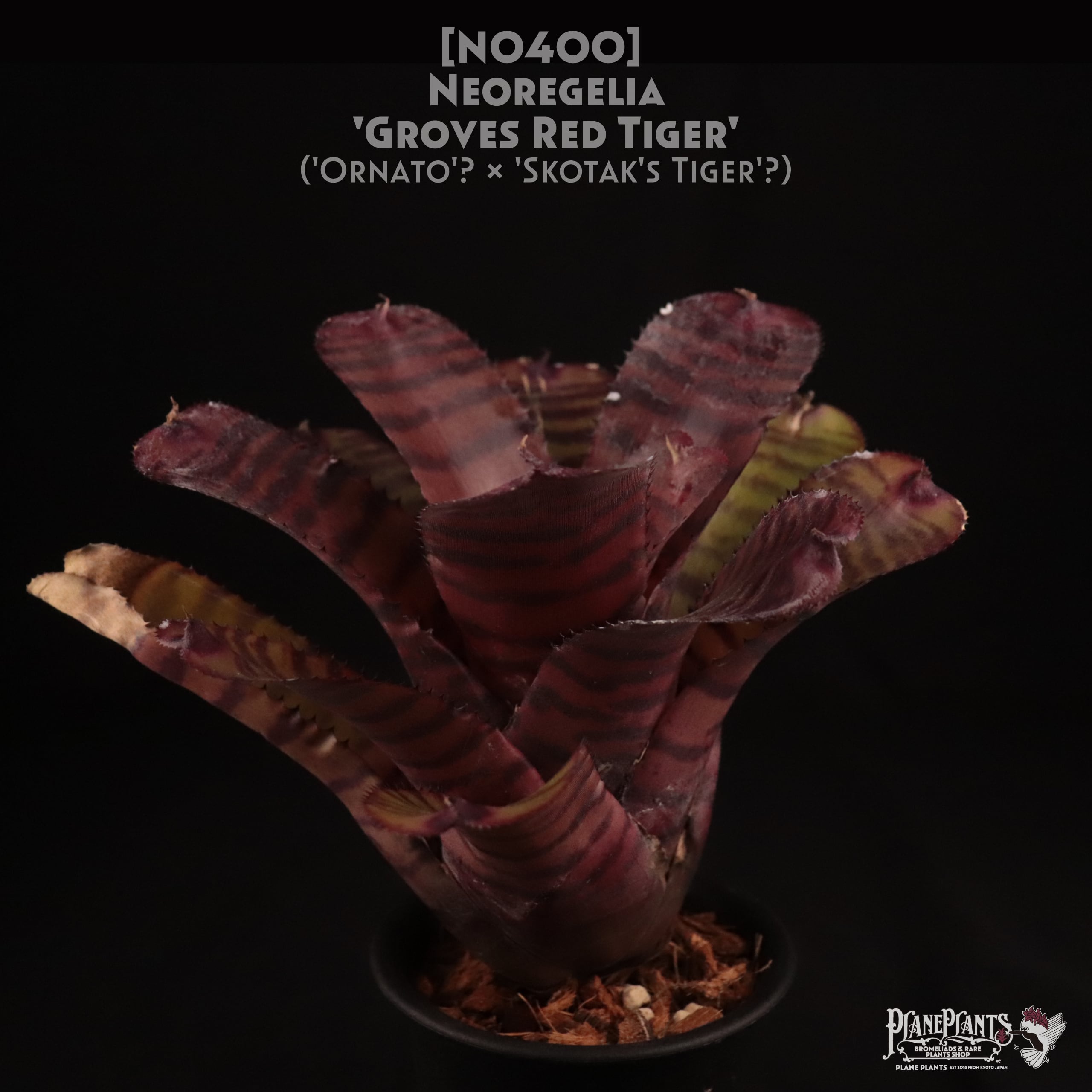 【送料無料】Neoregelia 'Red Tiger'〔ネオレゲリア〕現品発送N0400