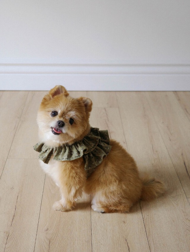 〈即納アイテム〉OHDIBS / capeness no.4  leash _ Cream Dot