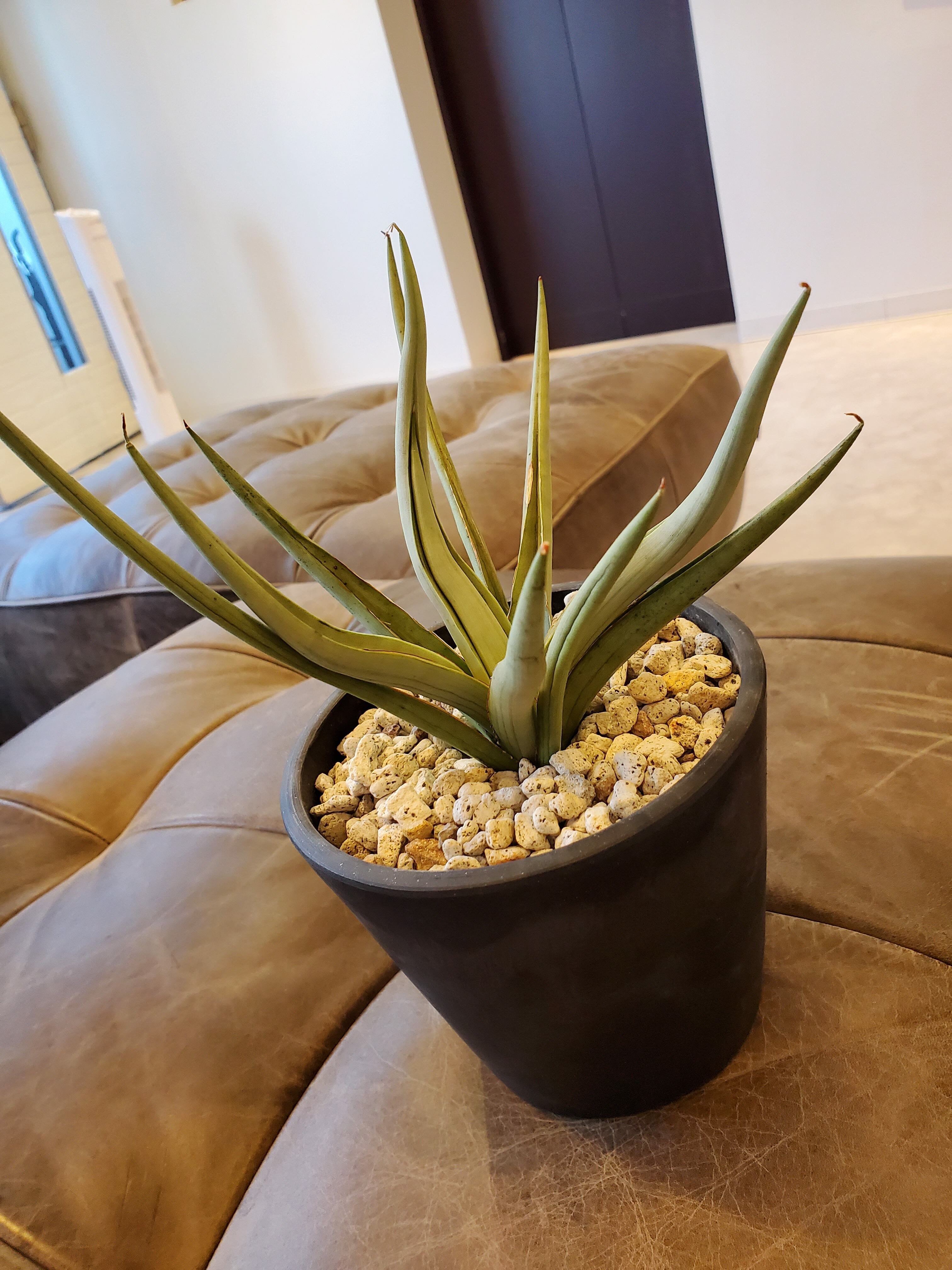 Sansevieria Dancing dragon【artPLANTs】サンスベリア Sansevieria Dancing dragon【artPLANTs】サンスベリア