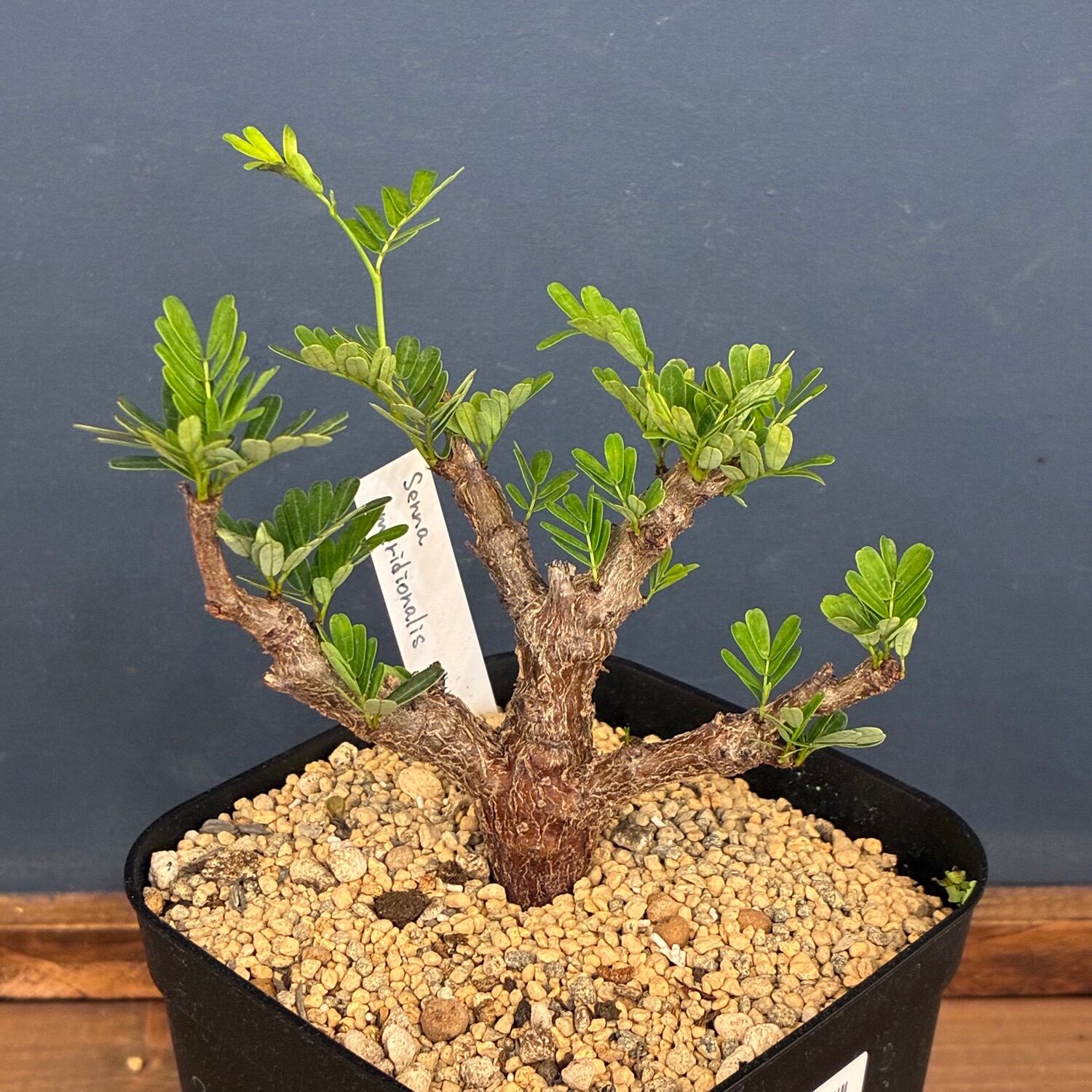 P. Willinckii cv. Sailor Mercury (OC) 【artPLANTs/PLANTS GARAGE