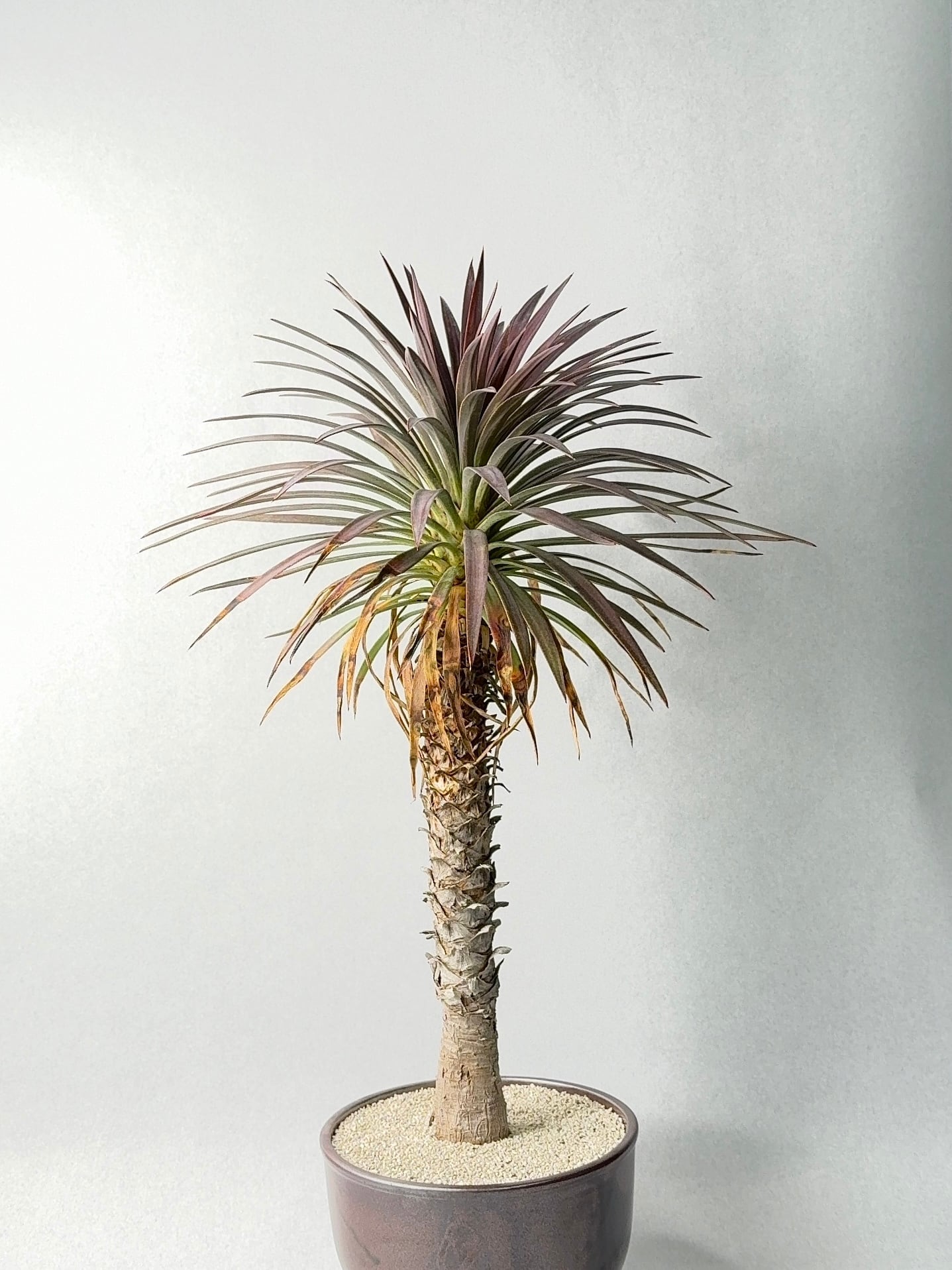 ユッカ・ディスメティアーナ | trigger