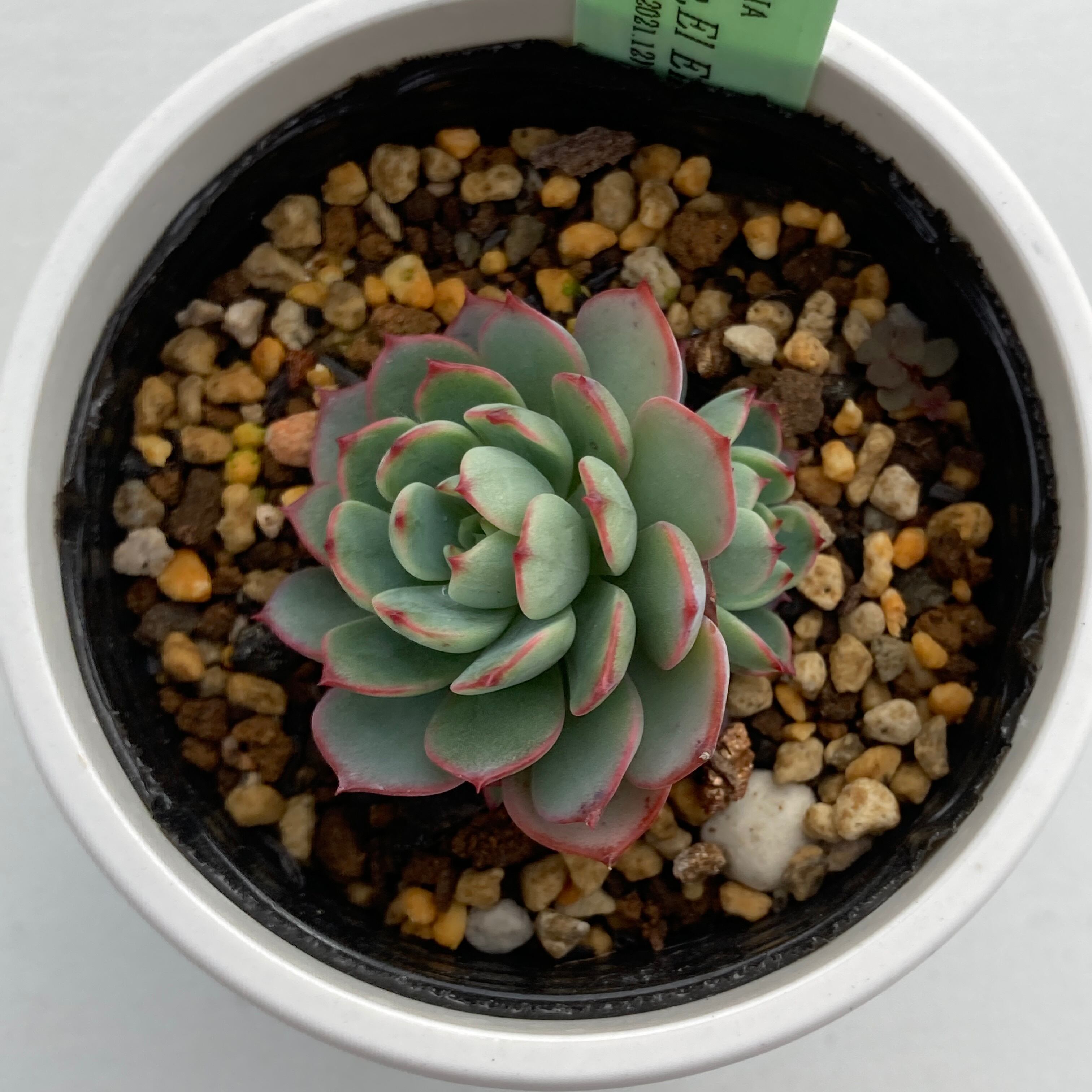 現物商品】ECHEVERIA secunda,El Encino,Hidalgo 原種 実生苗 | 多肉