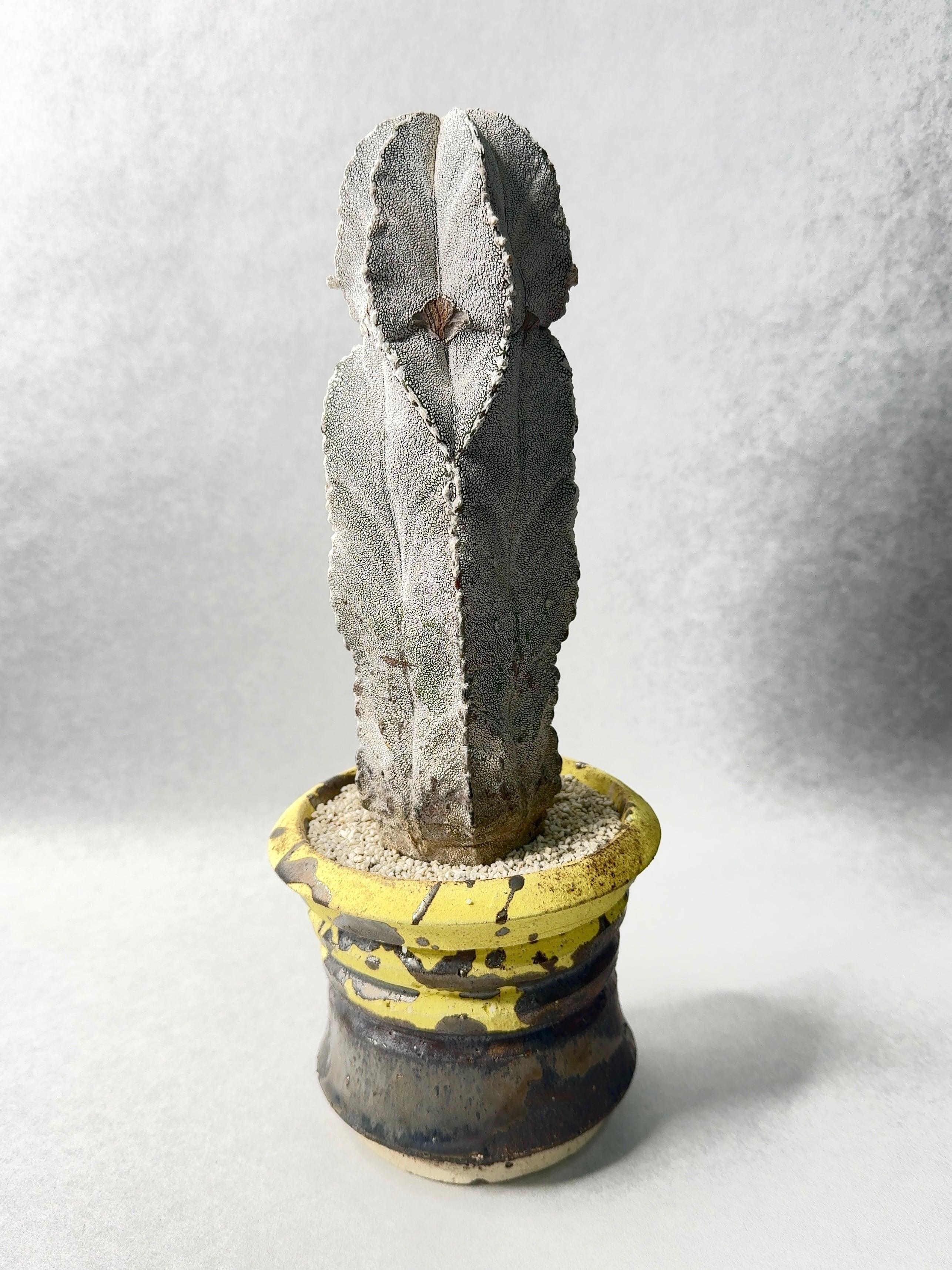 姫野翔太 | trigger