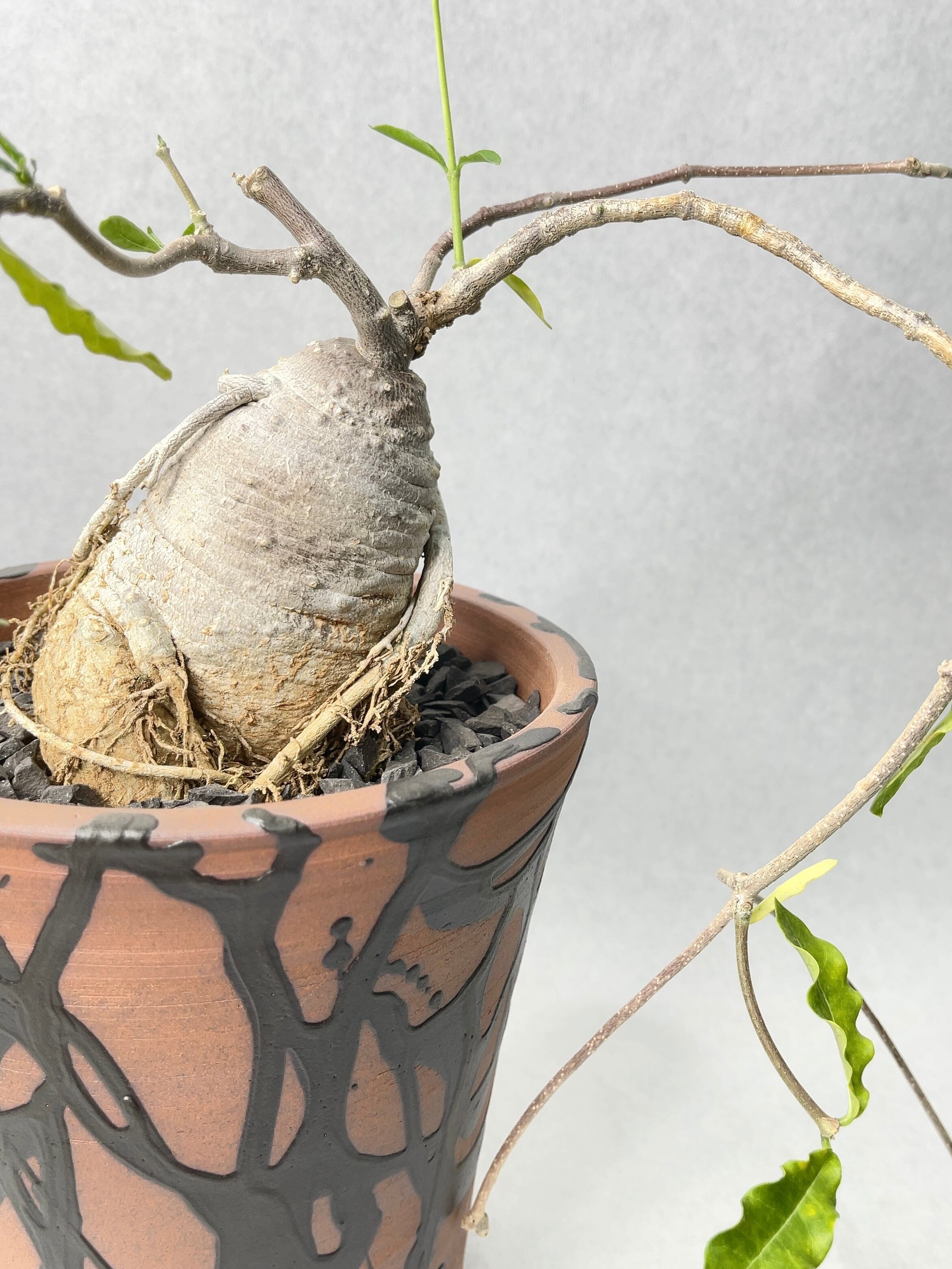 フォッケア・火星人 | trigger