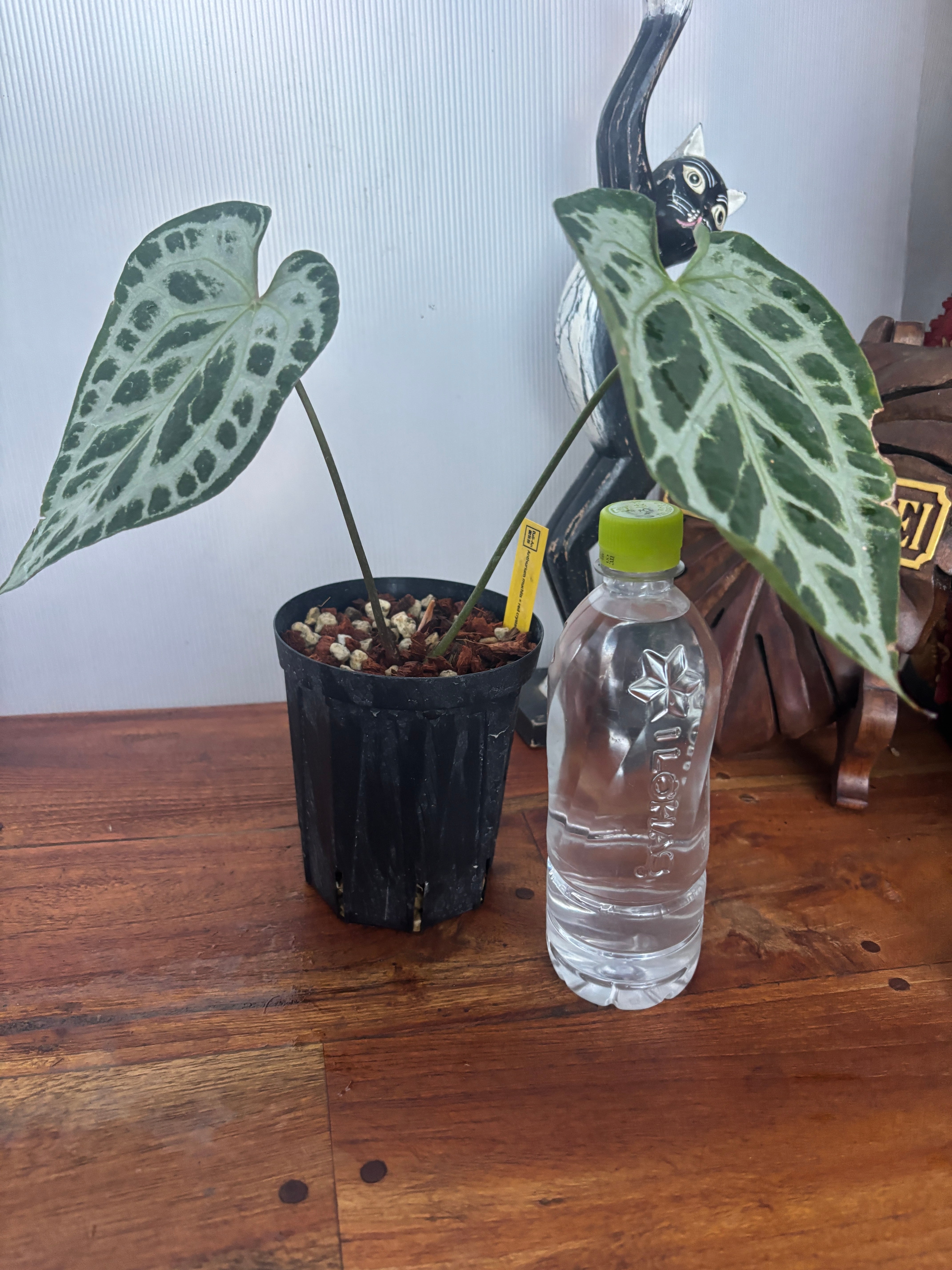 Anthurium | BA PLants