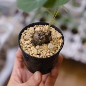 Stephania kaweesakii / ステファニア カウィーサキー㉔/ 観葉植物